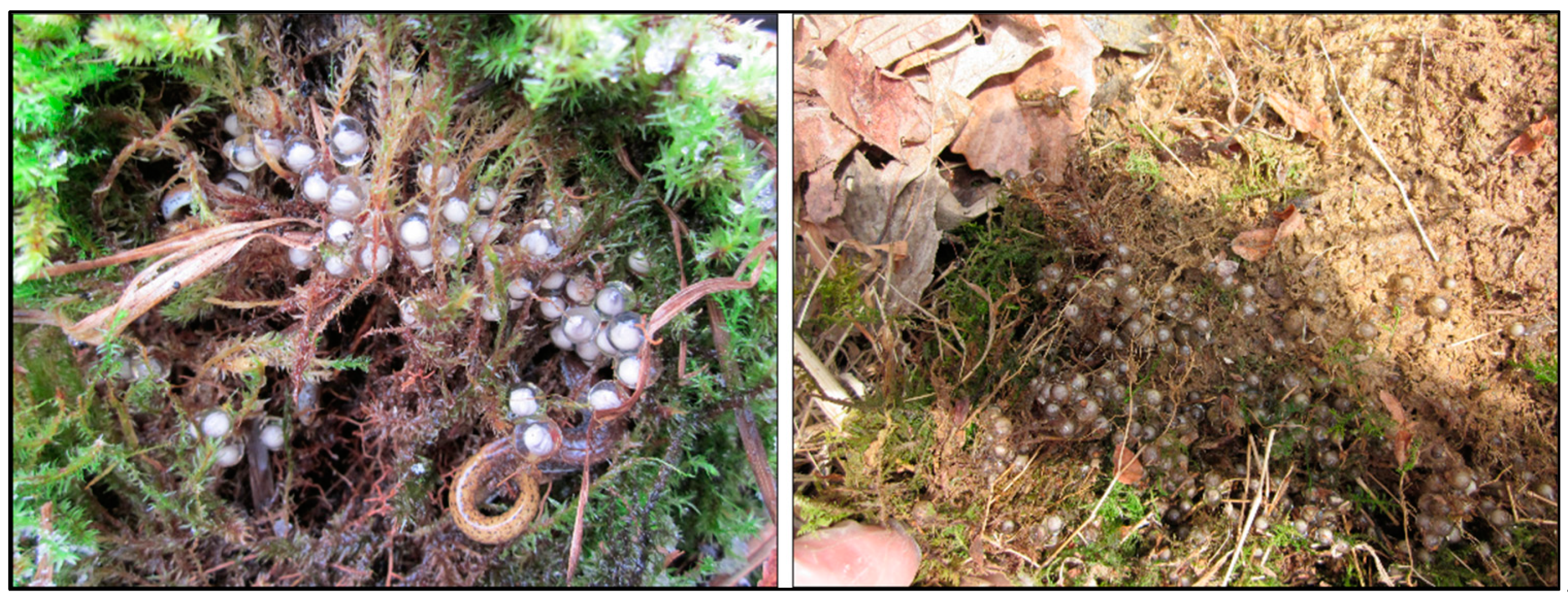 Diversity 14 00995 g004 Diversity 14 00995 g004