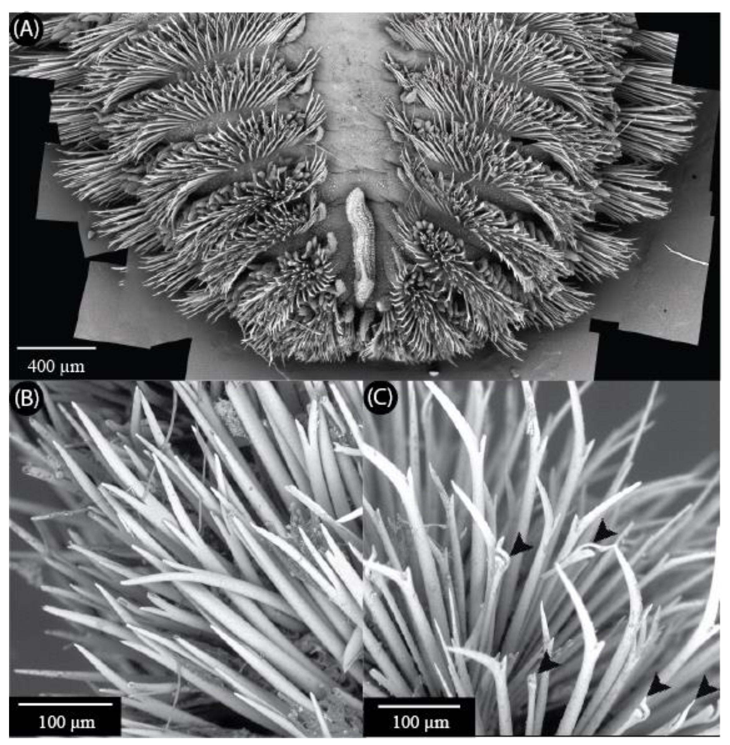 Diversity 14 00996 g001