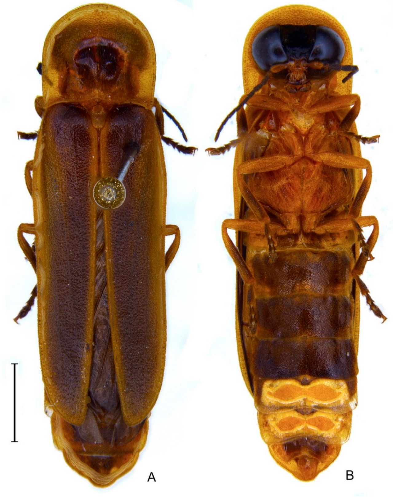 Diversity 14 01005 g003 Diversity 14 01005 g003