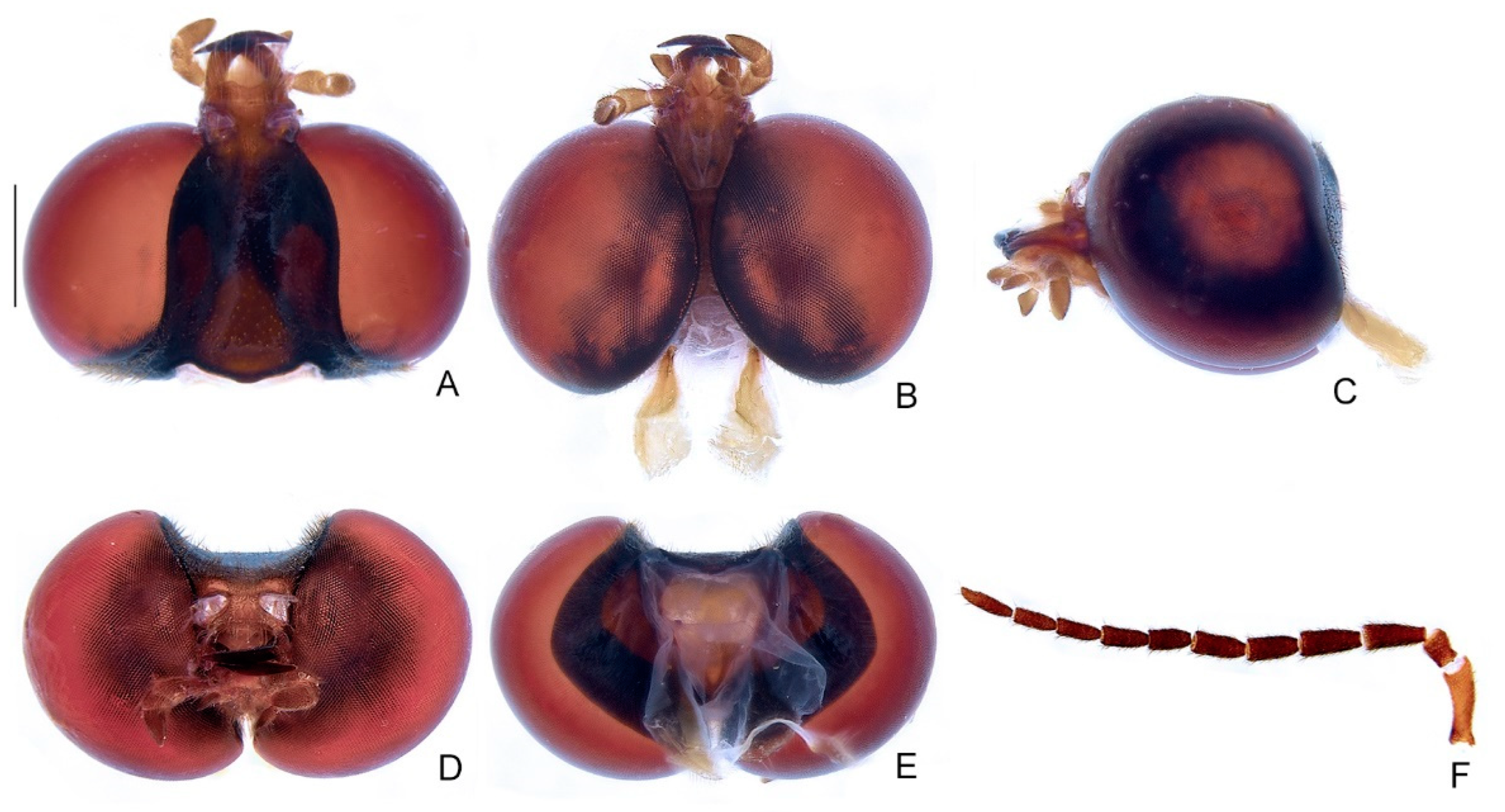 Diversity 14 01005 g004 Diversity 14 01005 g004