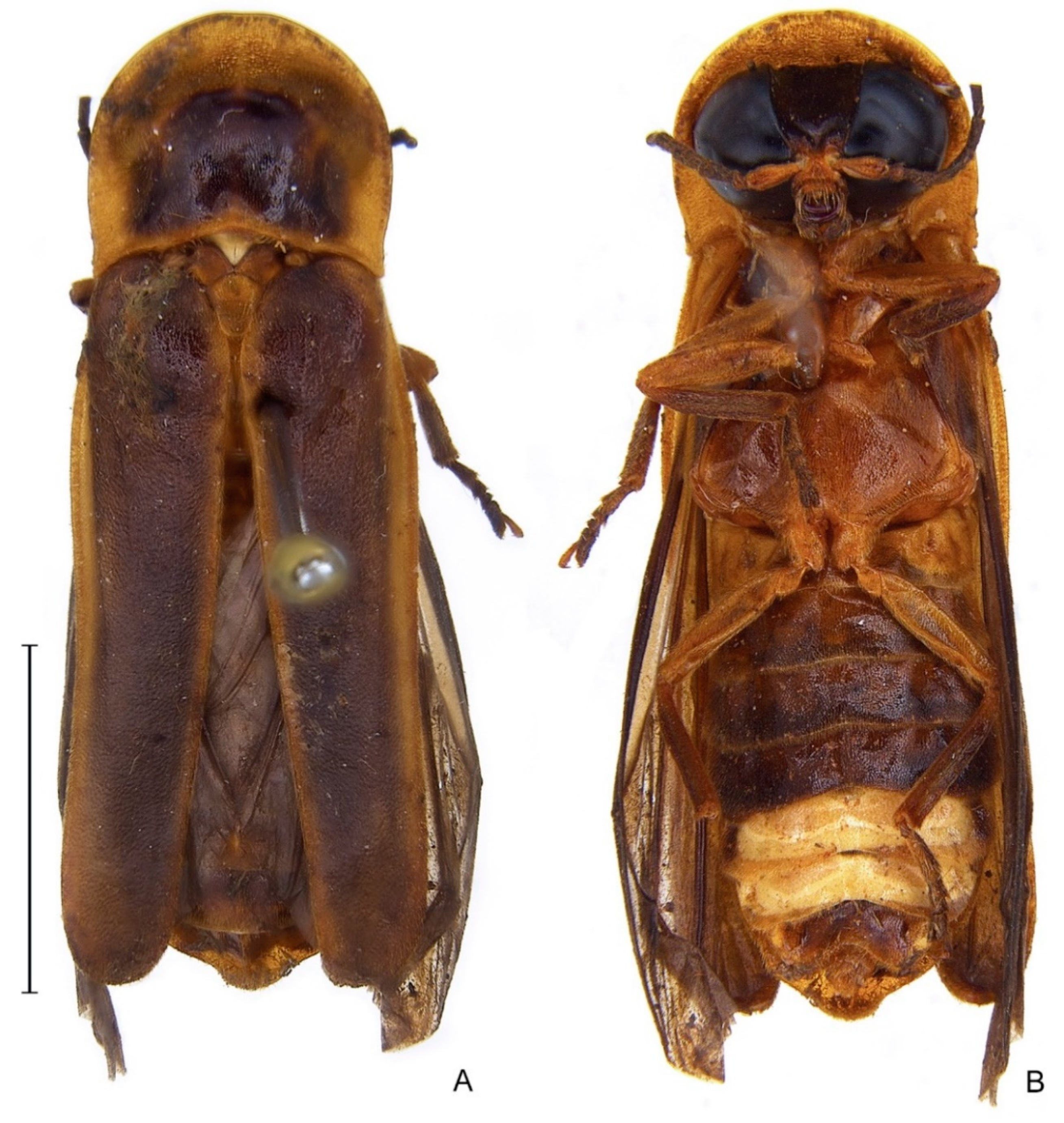 Diversity 14 01005 g007 Diversity 14 01005 g007