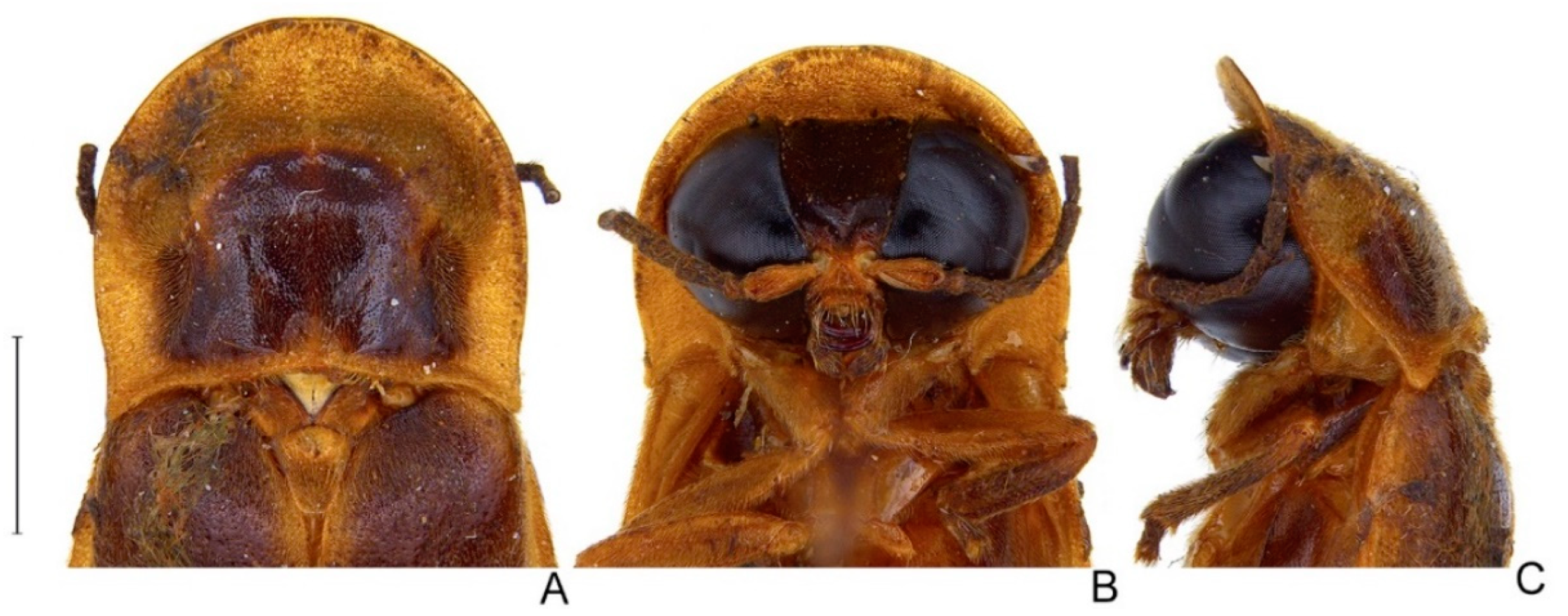 Diversity 14 01005 g008 Diversity 14 01005 g008