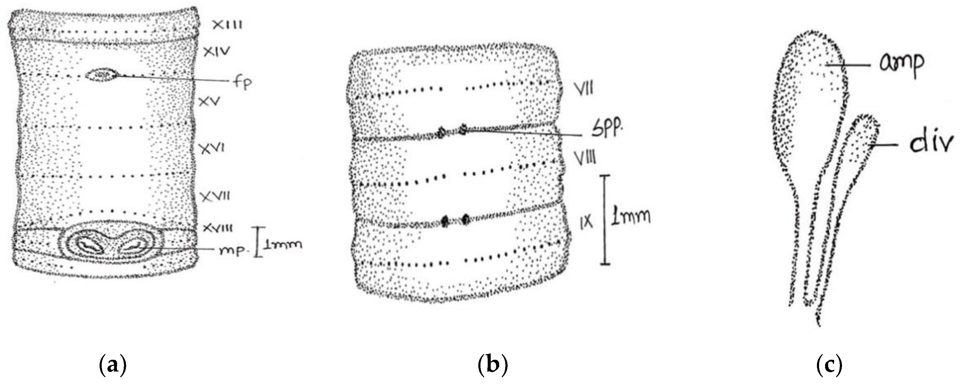 Diversity 14 01006 g003