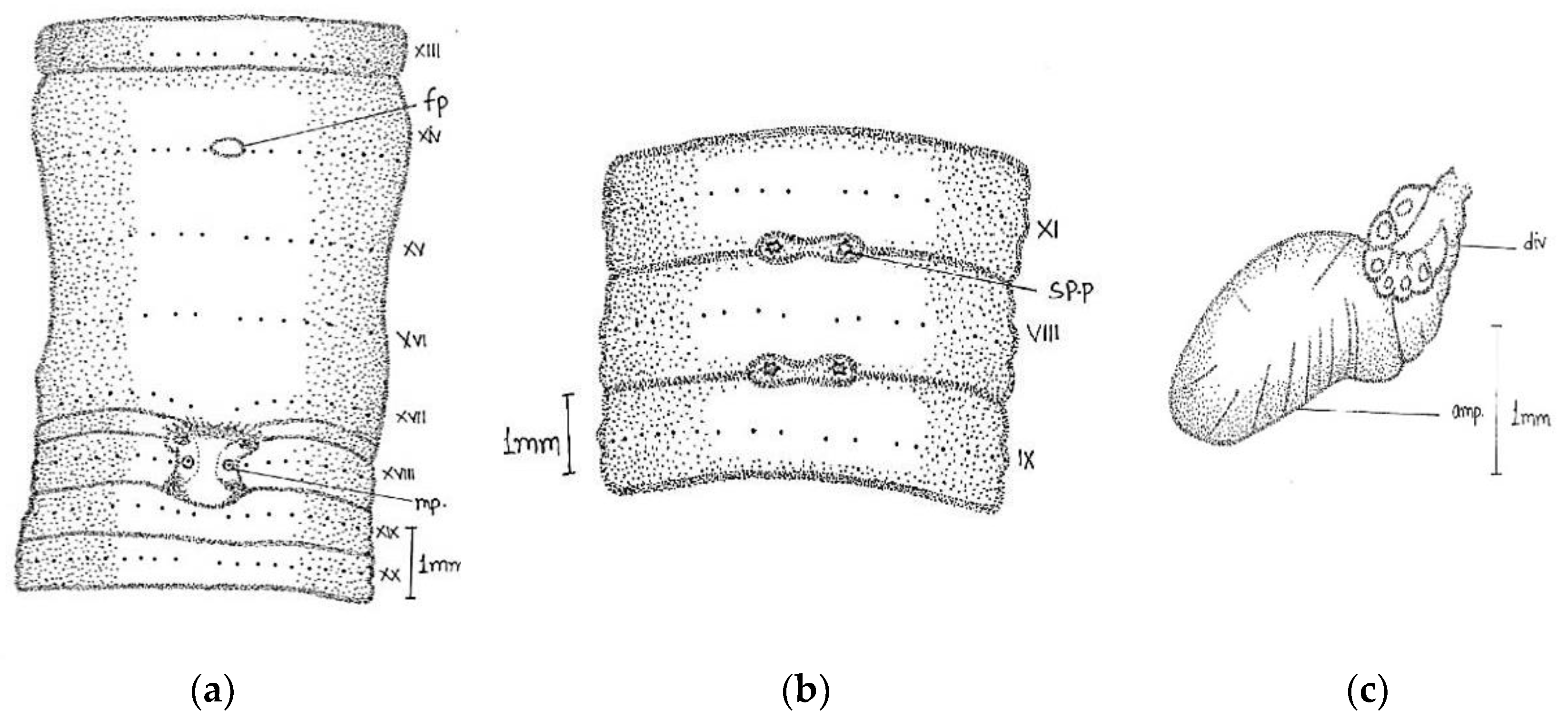 Diversity 14 01006 g011