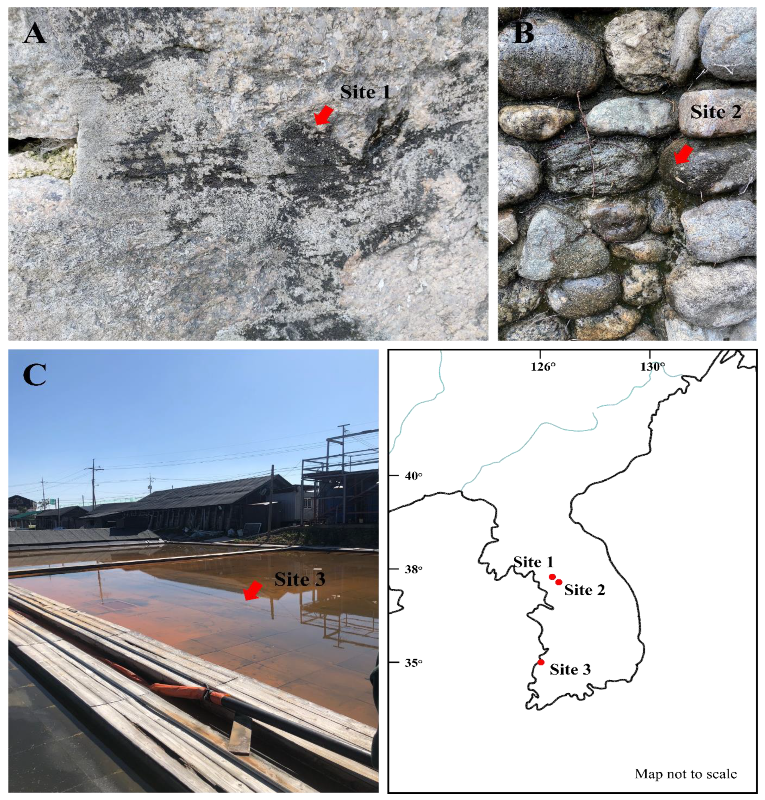 Diversity 14 01013 g001