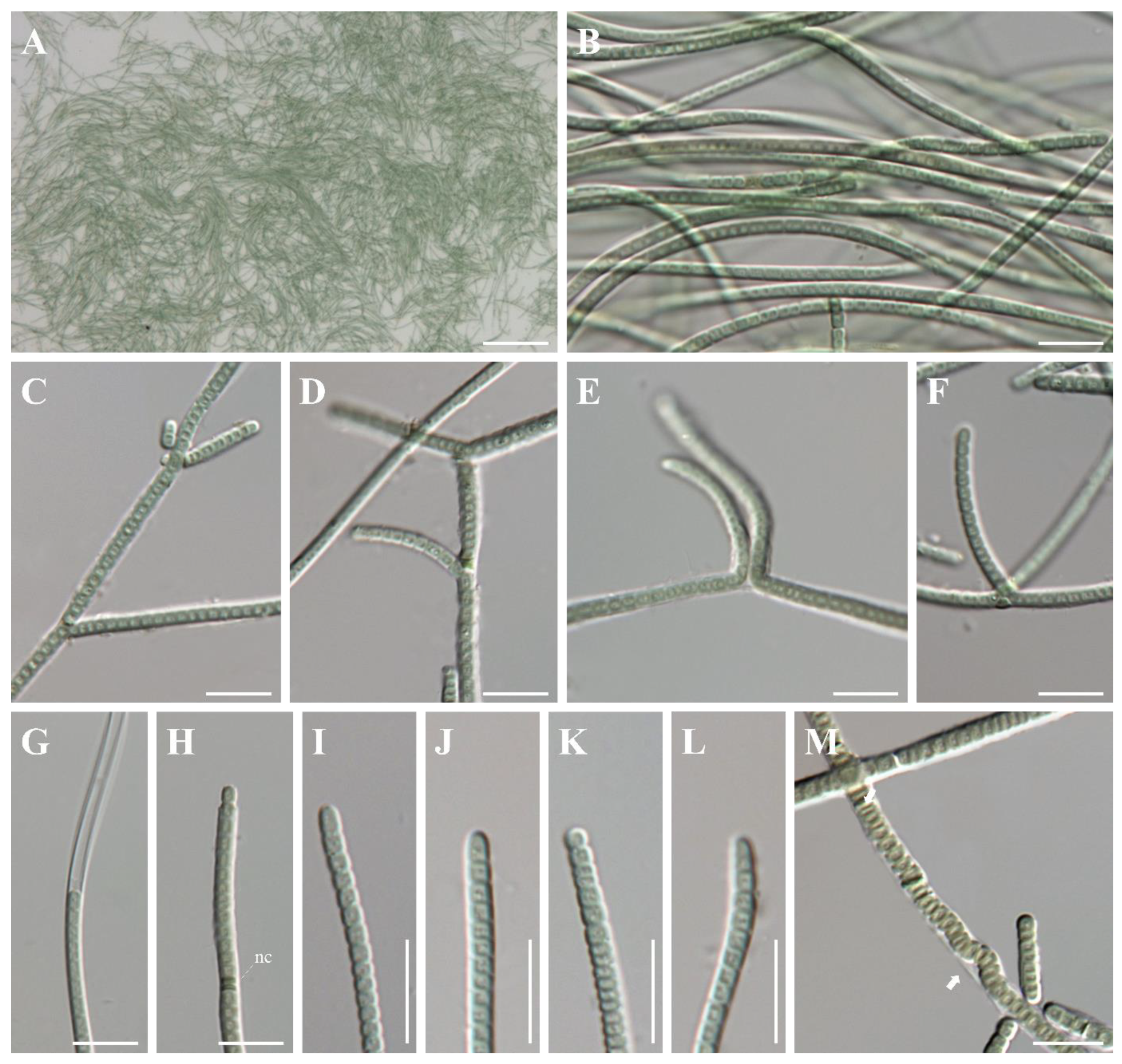 Diversity 14 01013 g004