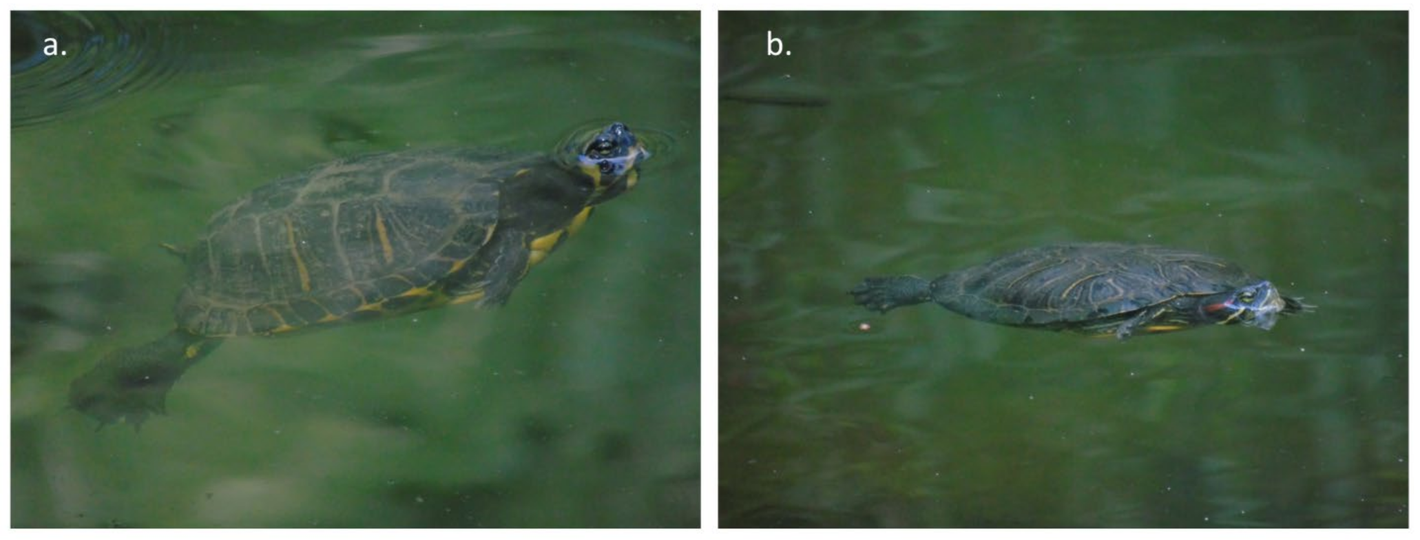 Diversity 14 01018 g003