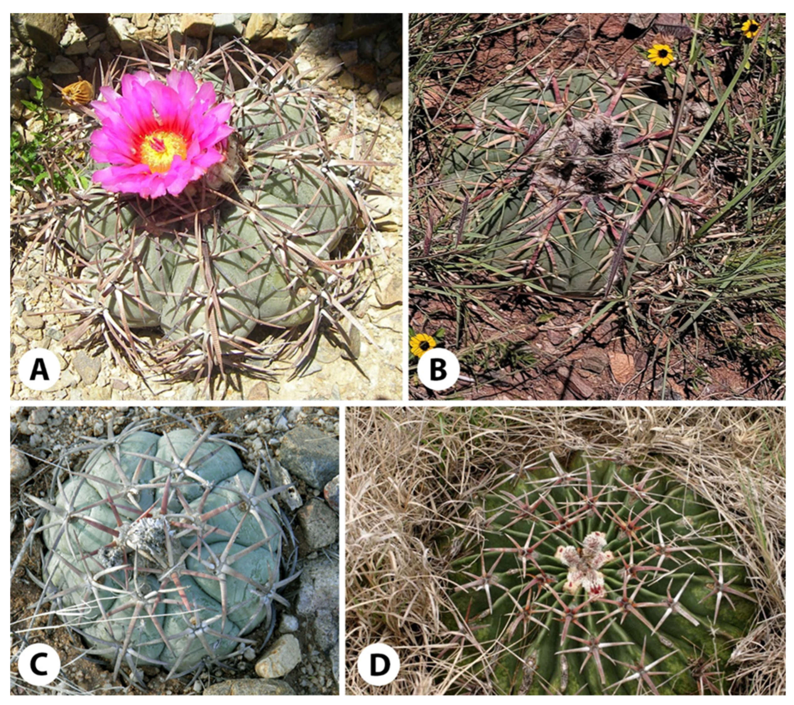 Diversity 14 01020 g001