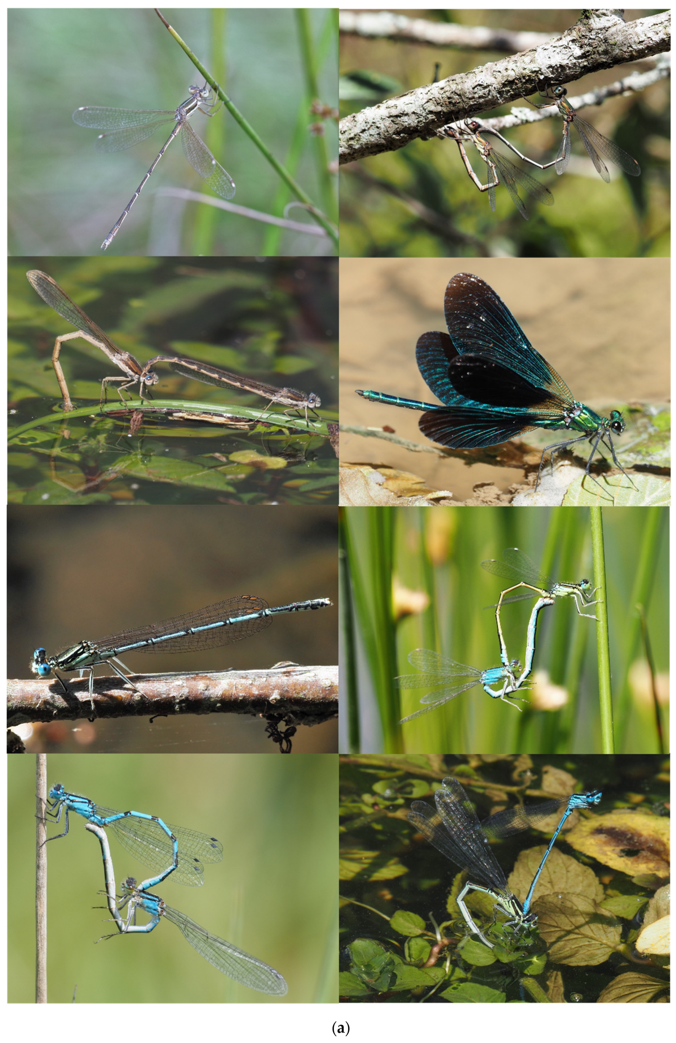 Diversity 14 01021 g005a Diversity 14 01021 g005a