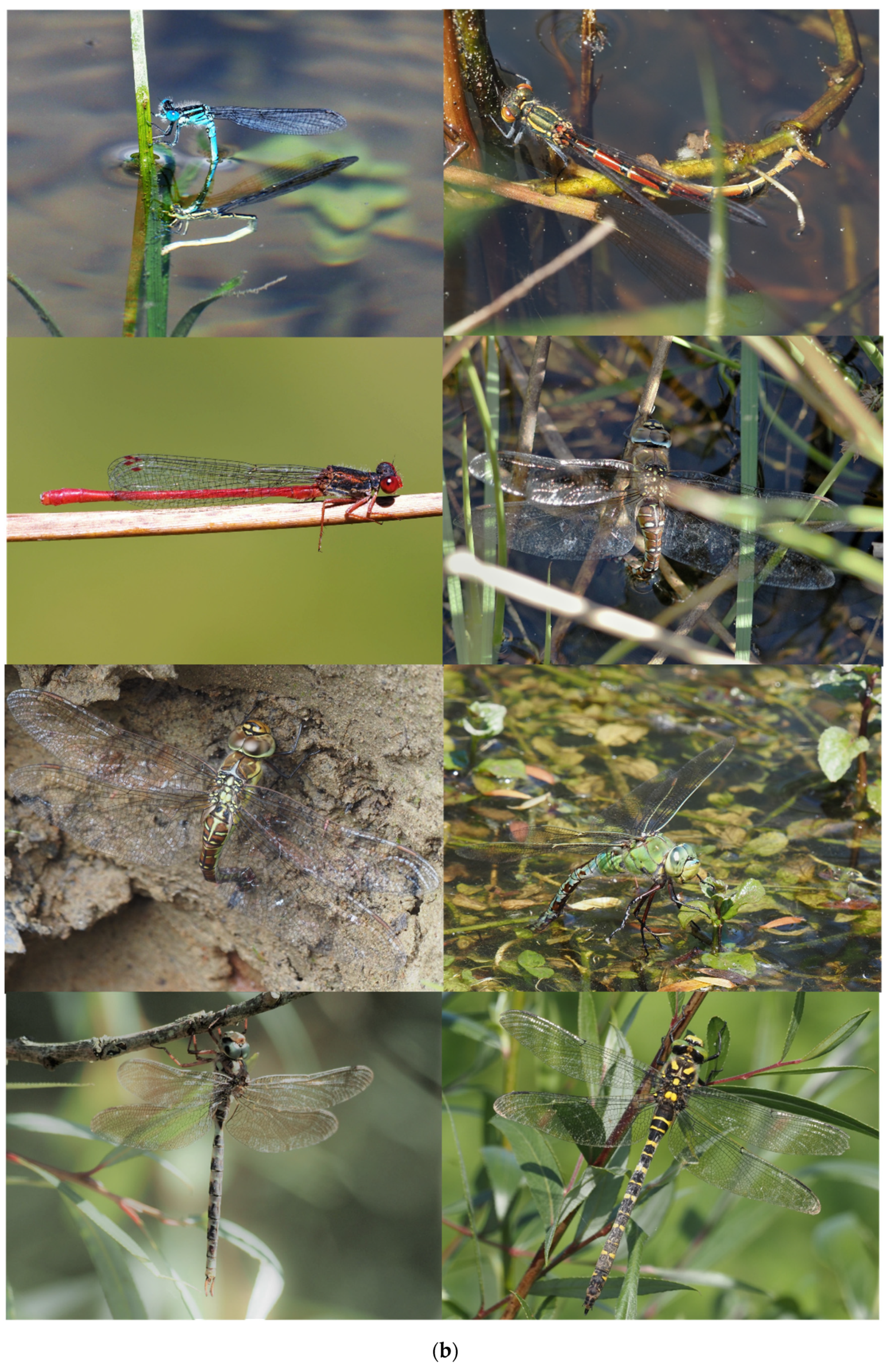 Diversity 14 01021 g005b Diversity 14 01021 g005b