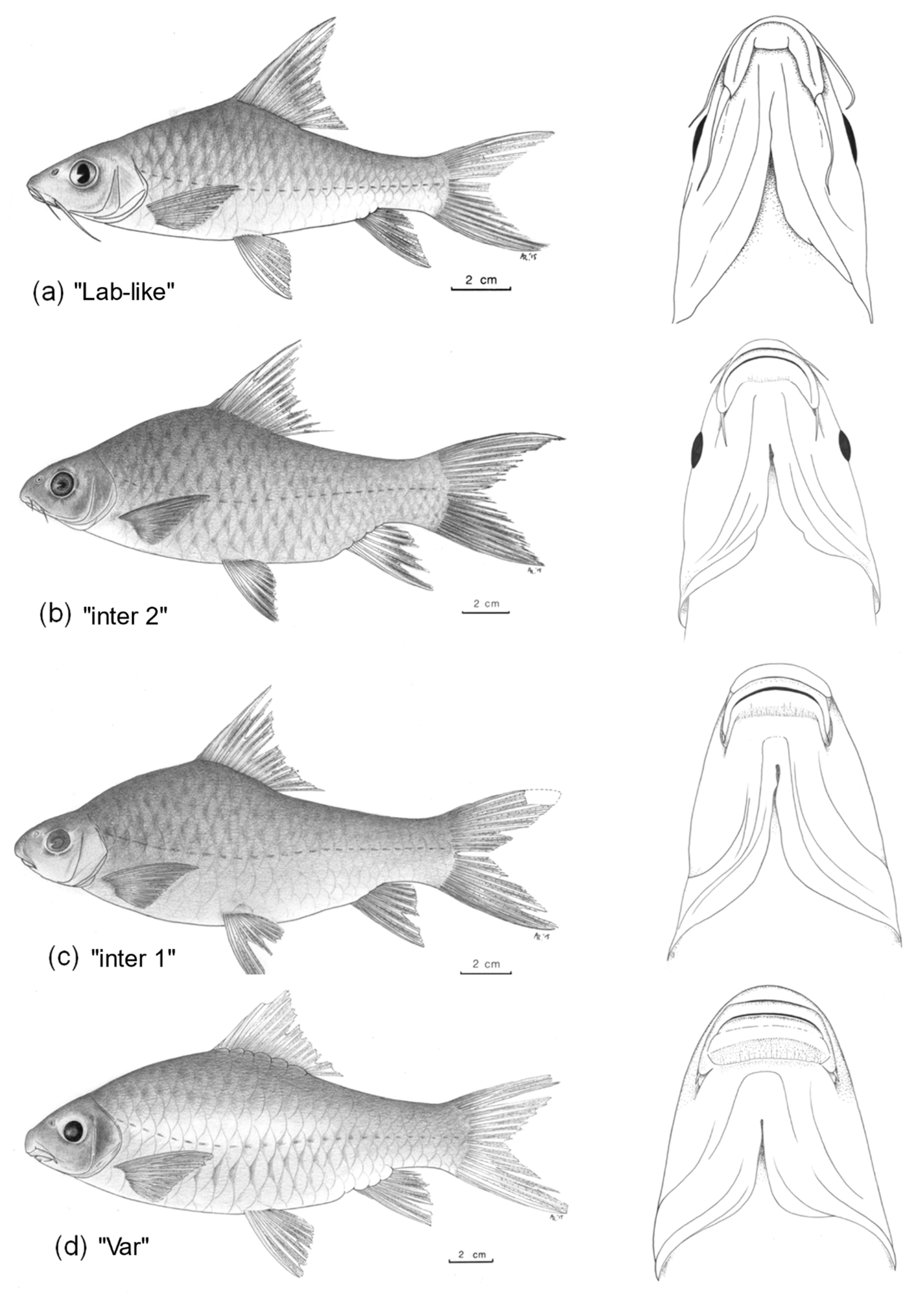 Diversity 14 01022 g002a Diversity 14 01022 g002a