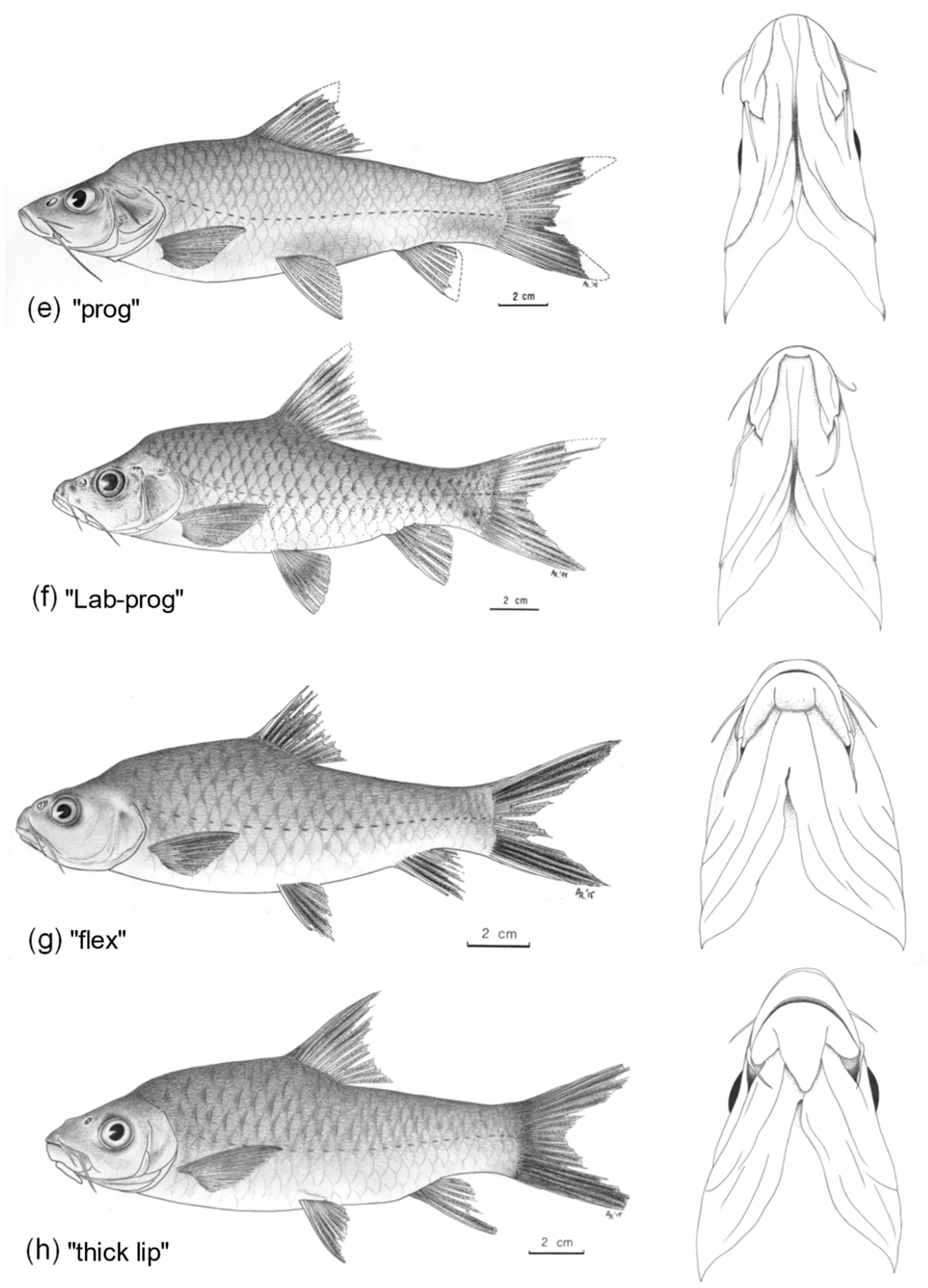 Diversity 14 01022 g002b Diversity 14 01022 g002b