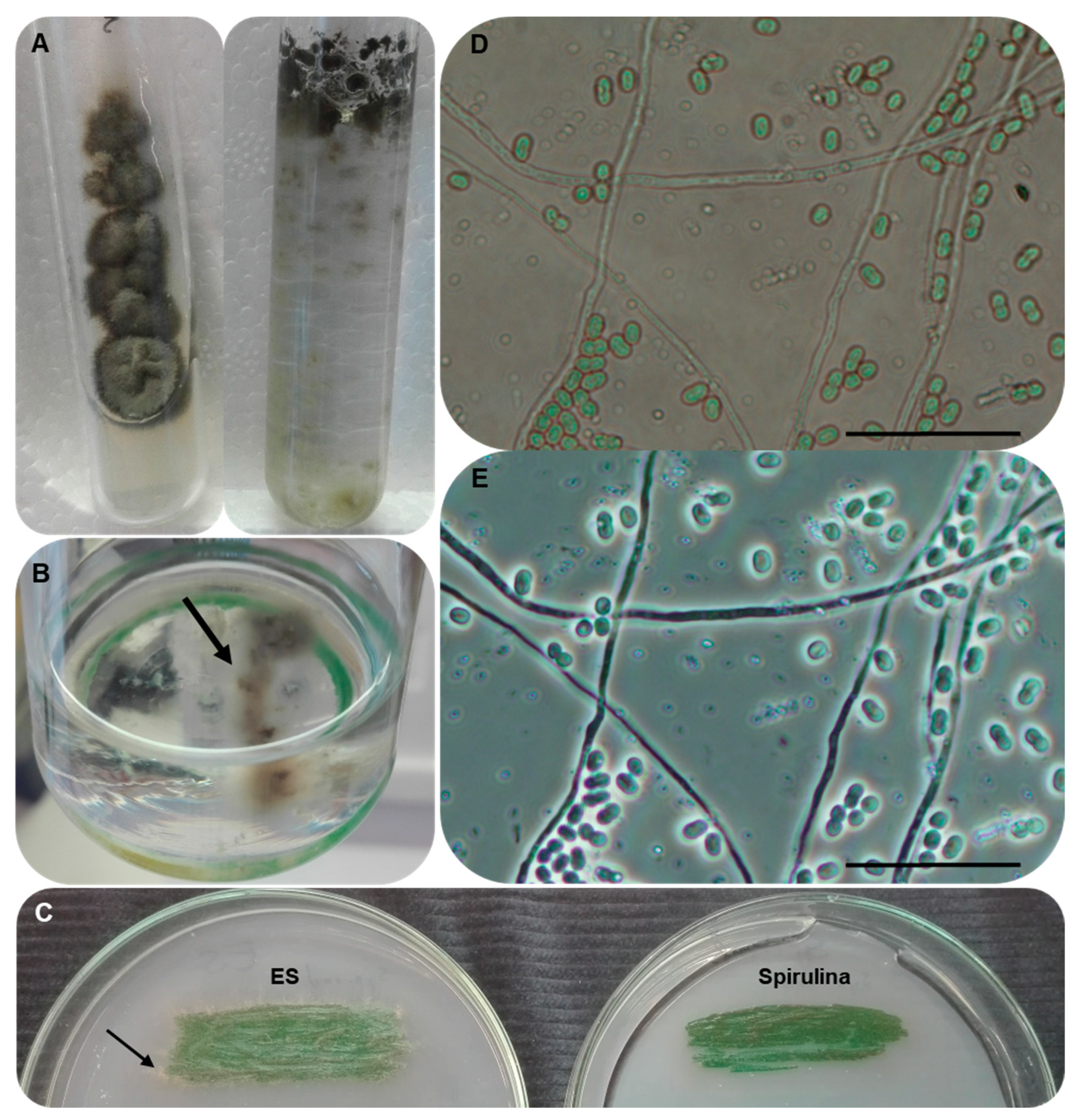 Diversity 14 01023 g001 Diversity 14 01023 g001