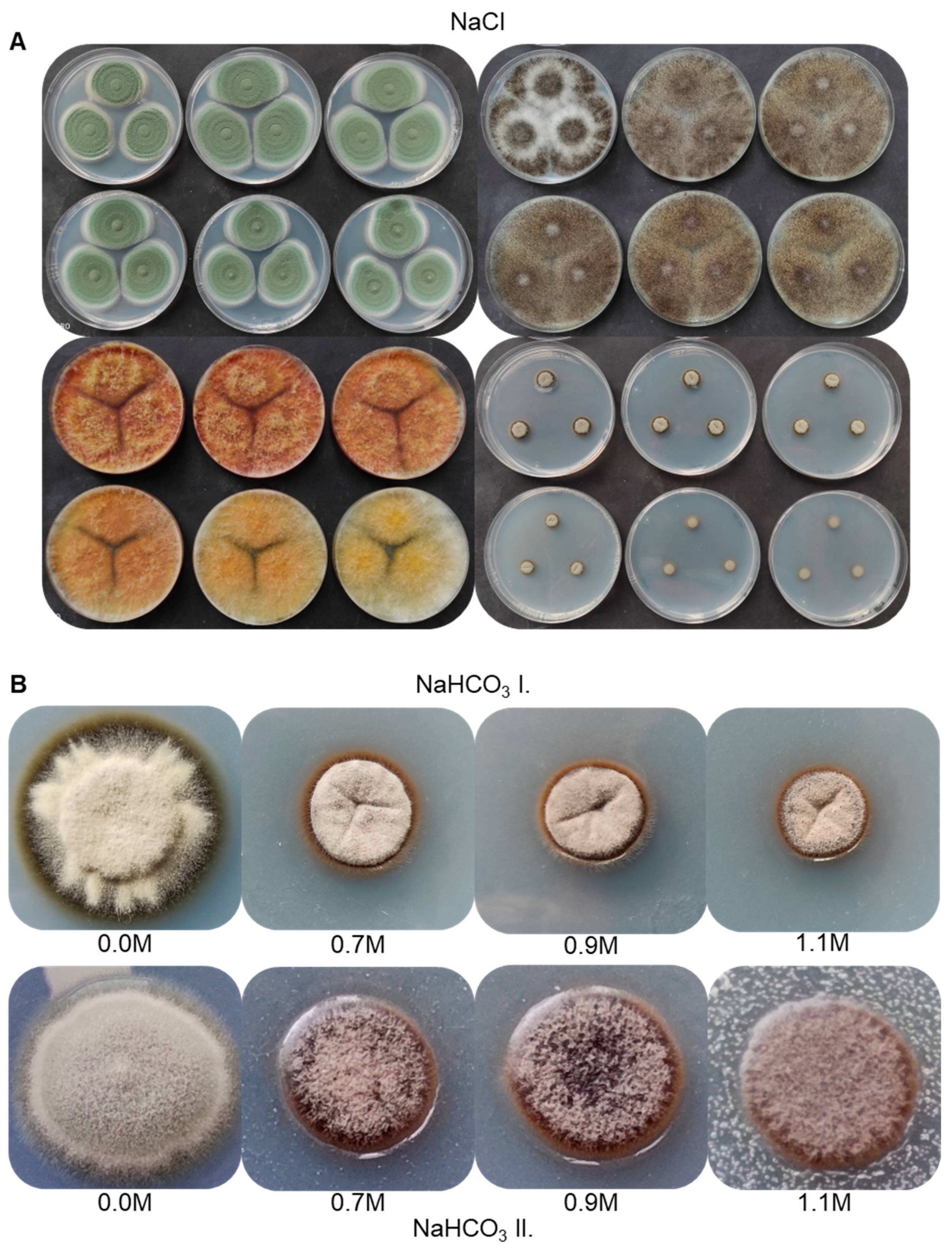 Diversity 14 01023 g004 Diversity 14 01023 g004