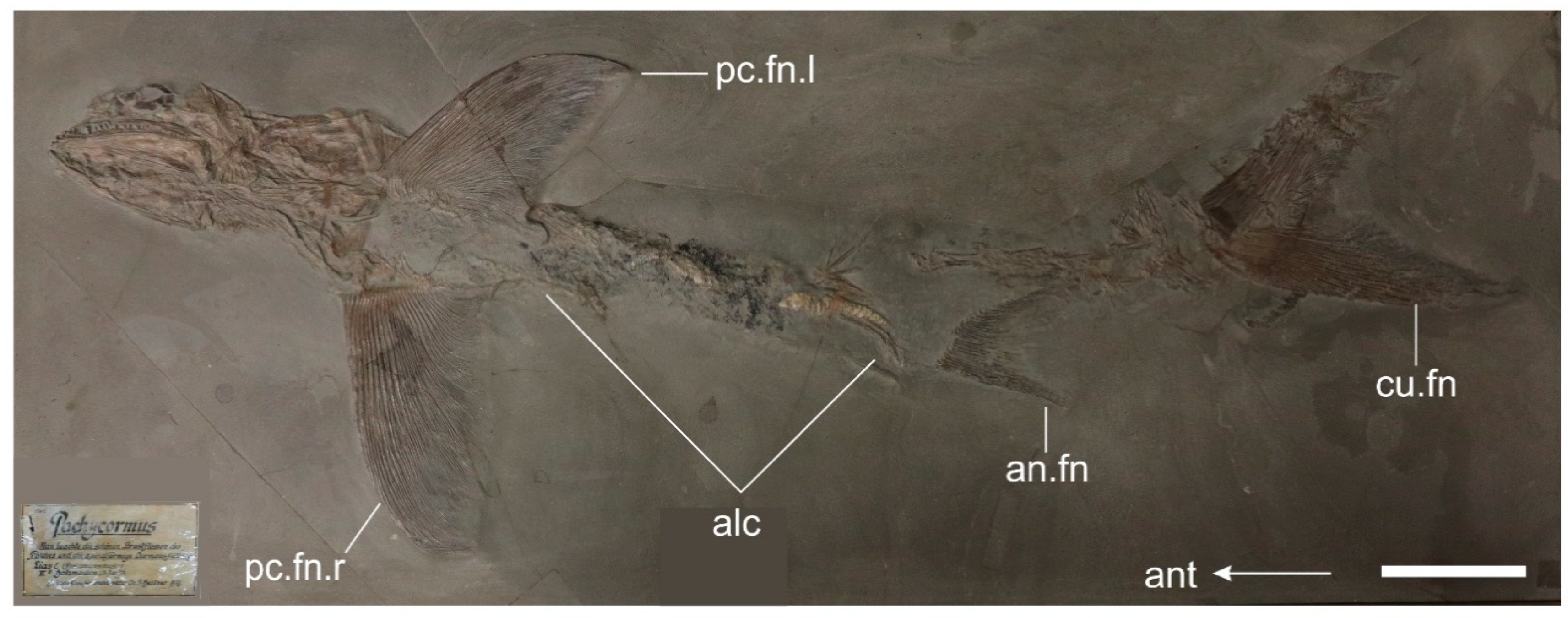 Diversity 14 01026 g002 Diversity 14 01026 g002