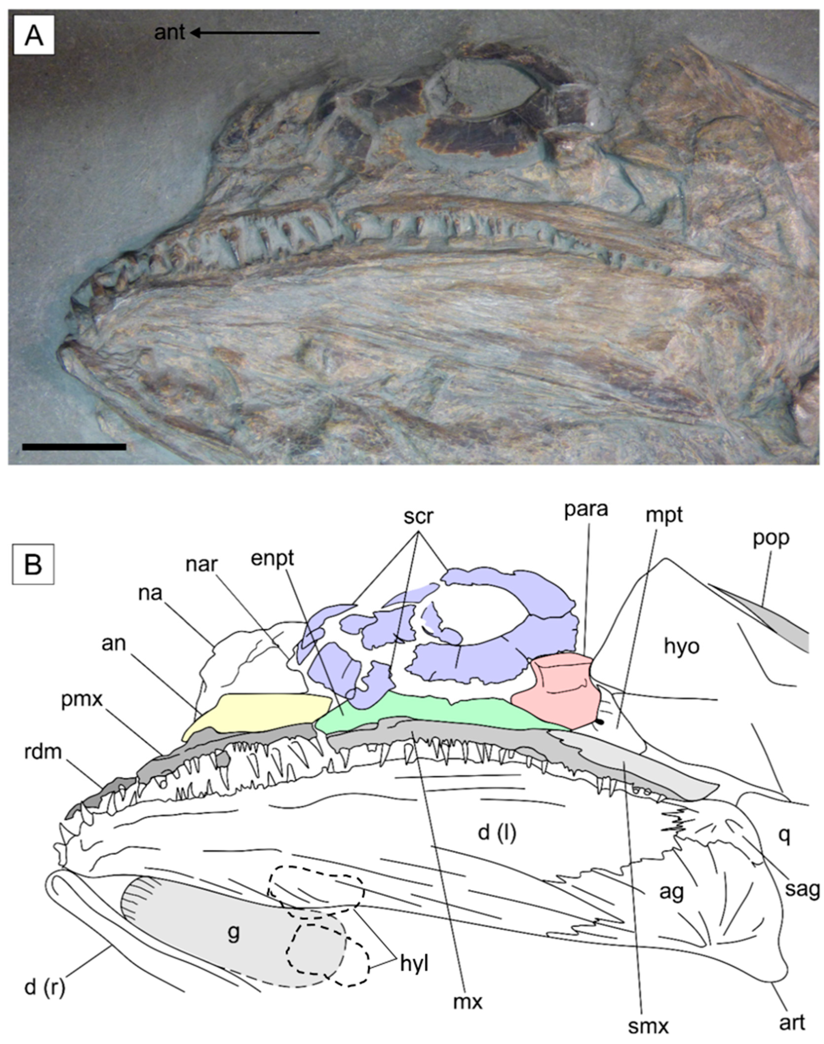 Diversity 14 01026 g004 Diversity 14 01026 g004