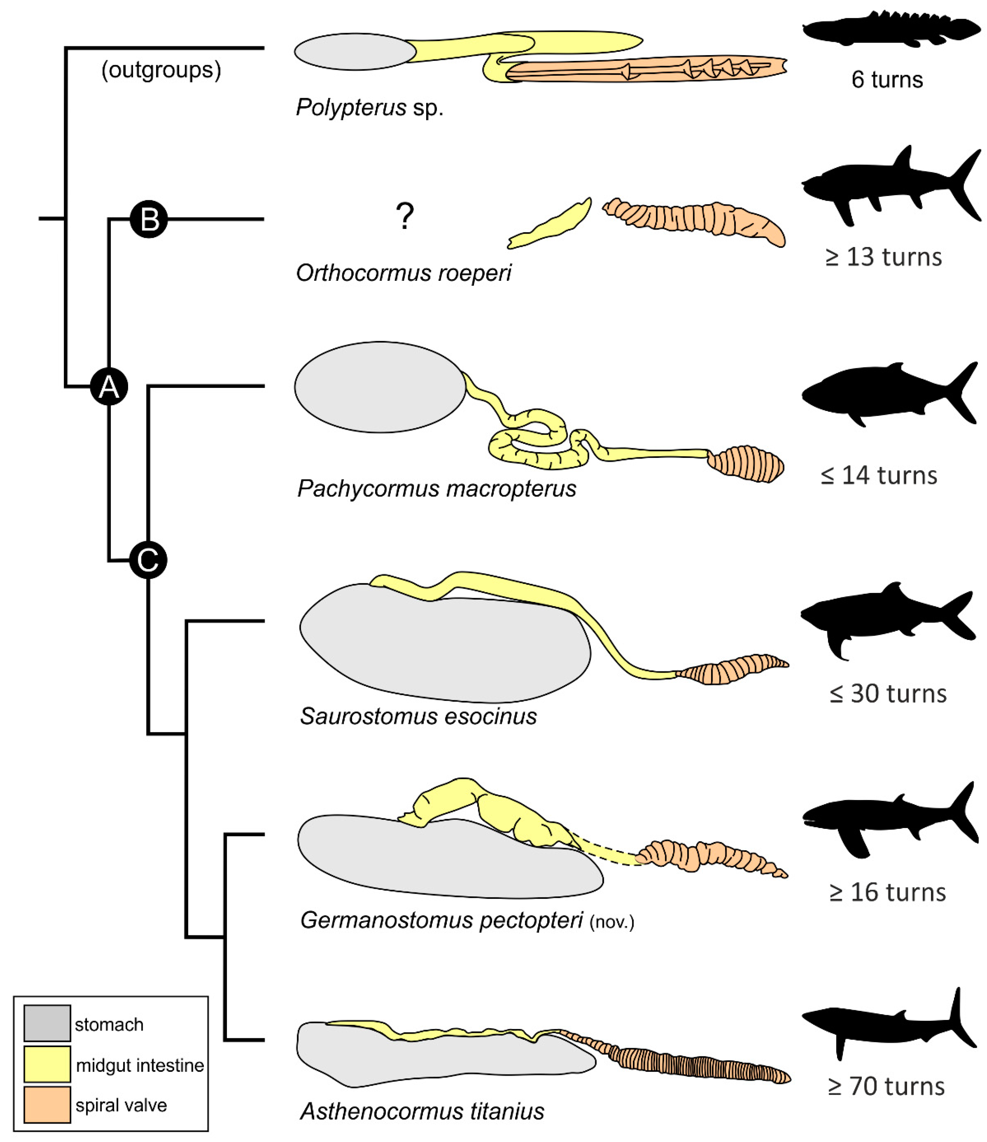 Diversity 14 01026 g010 Diversity 14 01026 g010