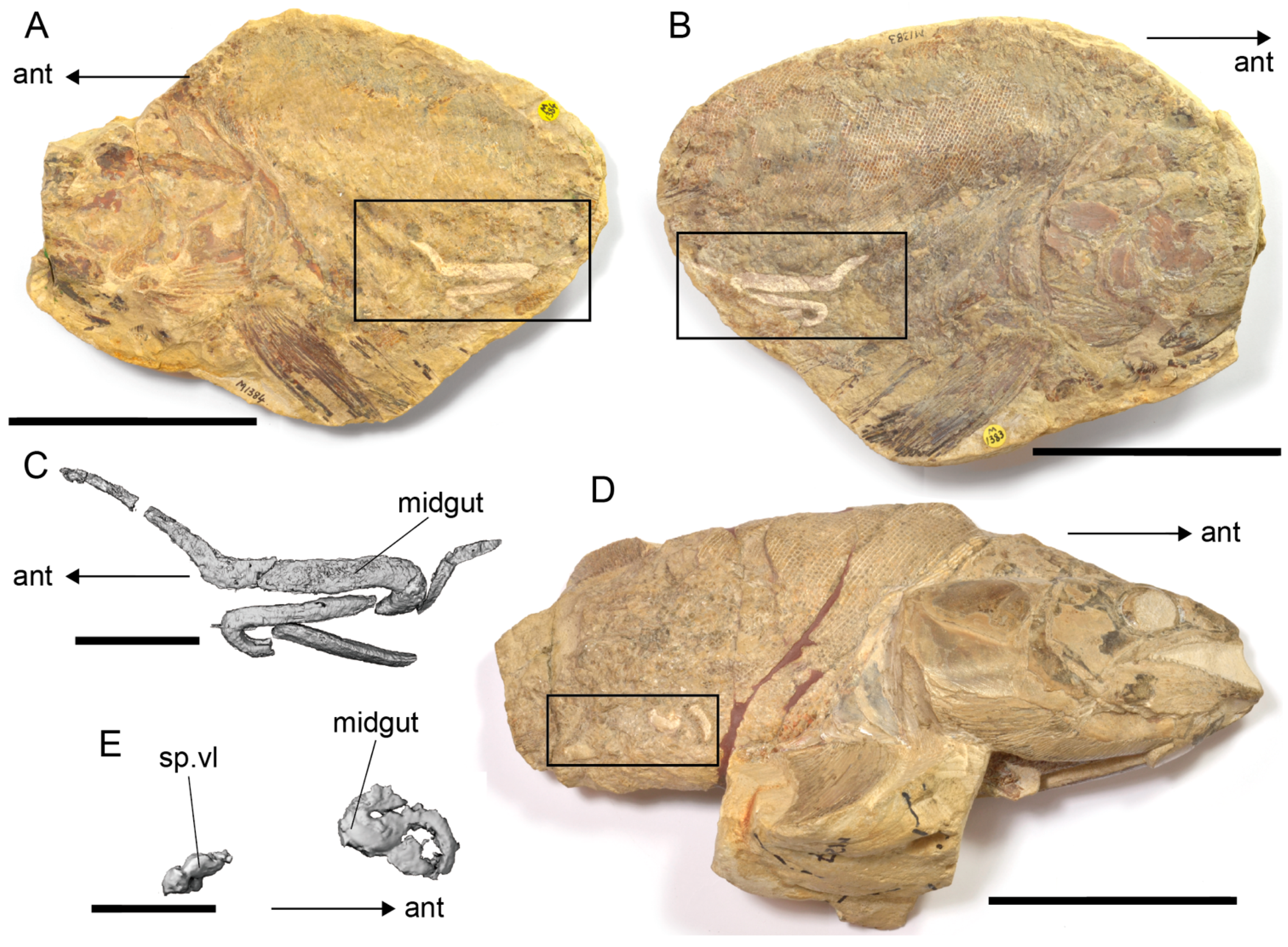 Diversity 14 01026 g011 Diversity 14 01026 g011