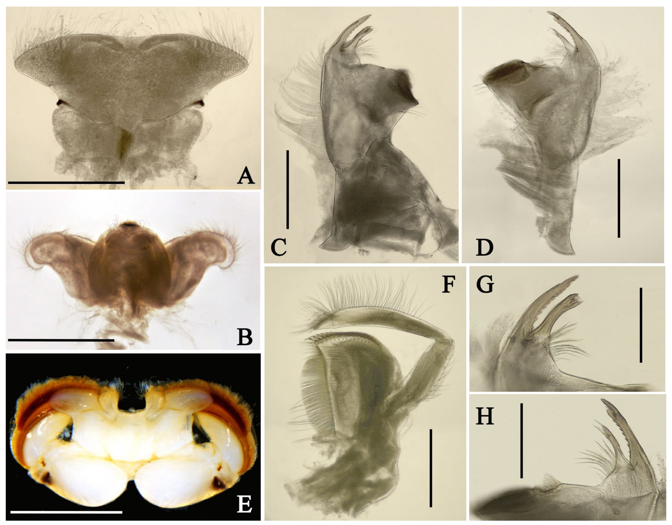 Diversity 14 01027 g002