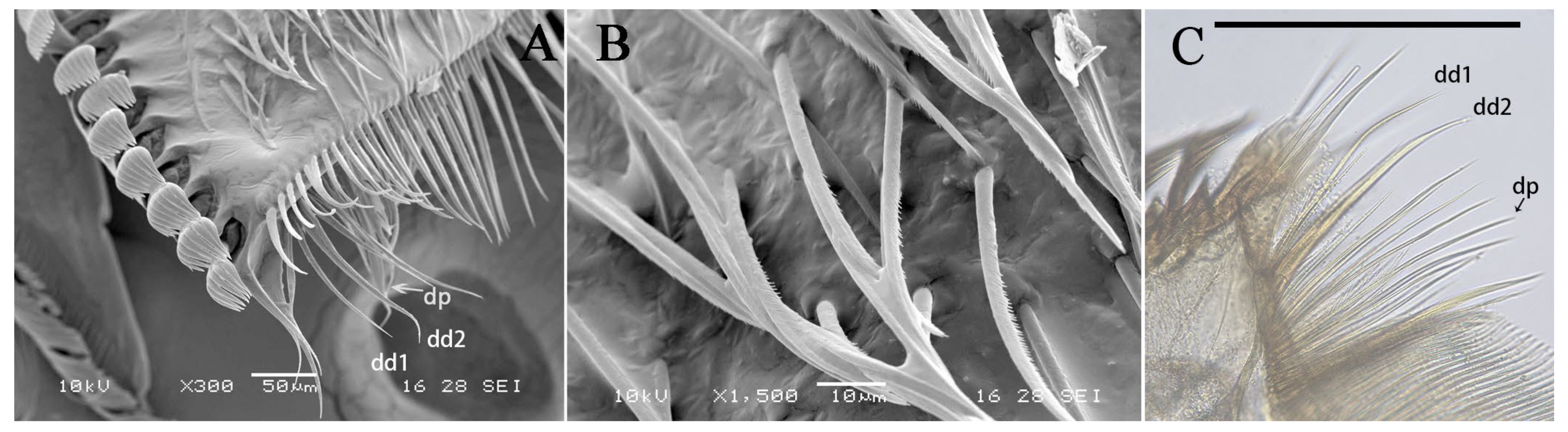 Diversity 14 01027 g003