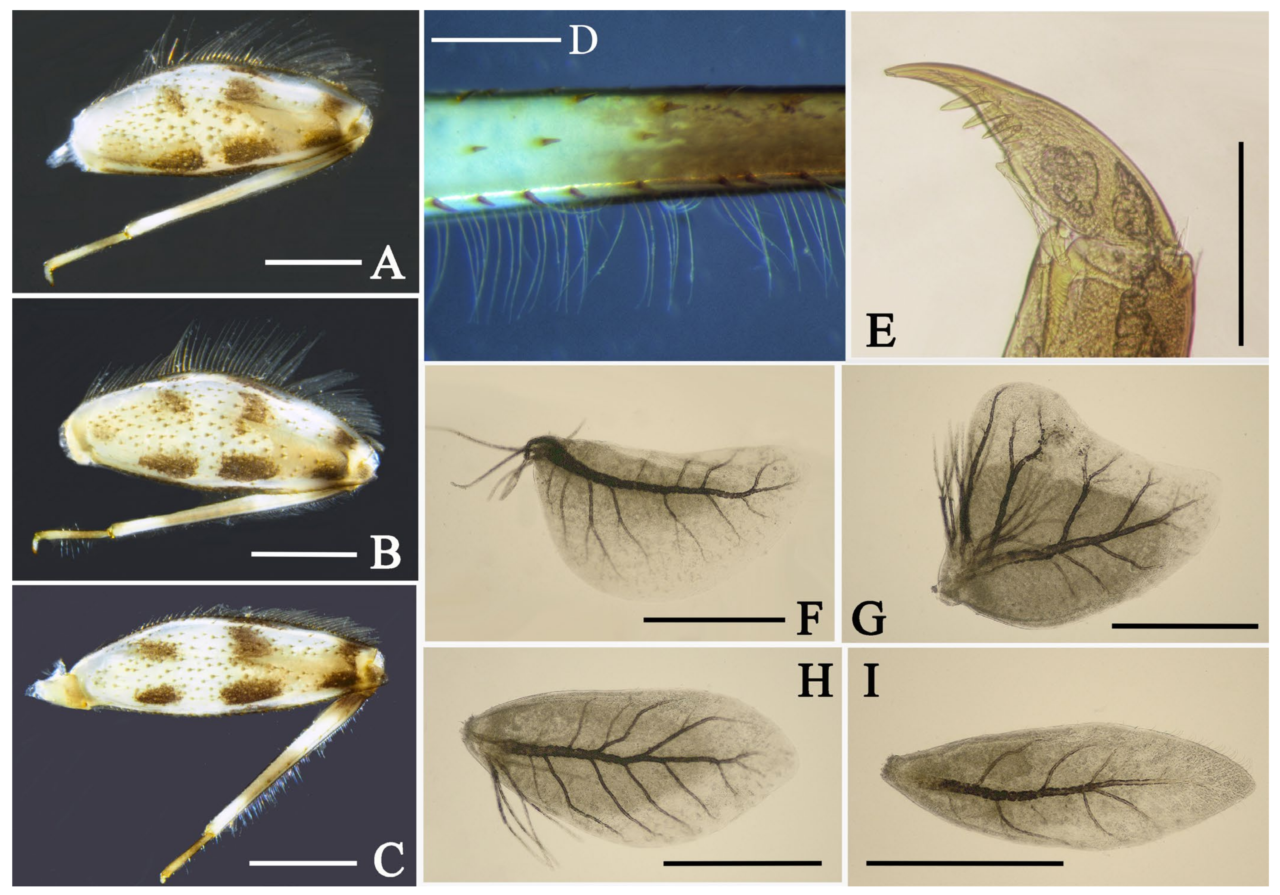 Diversity 14 01027 g004