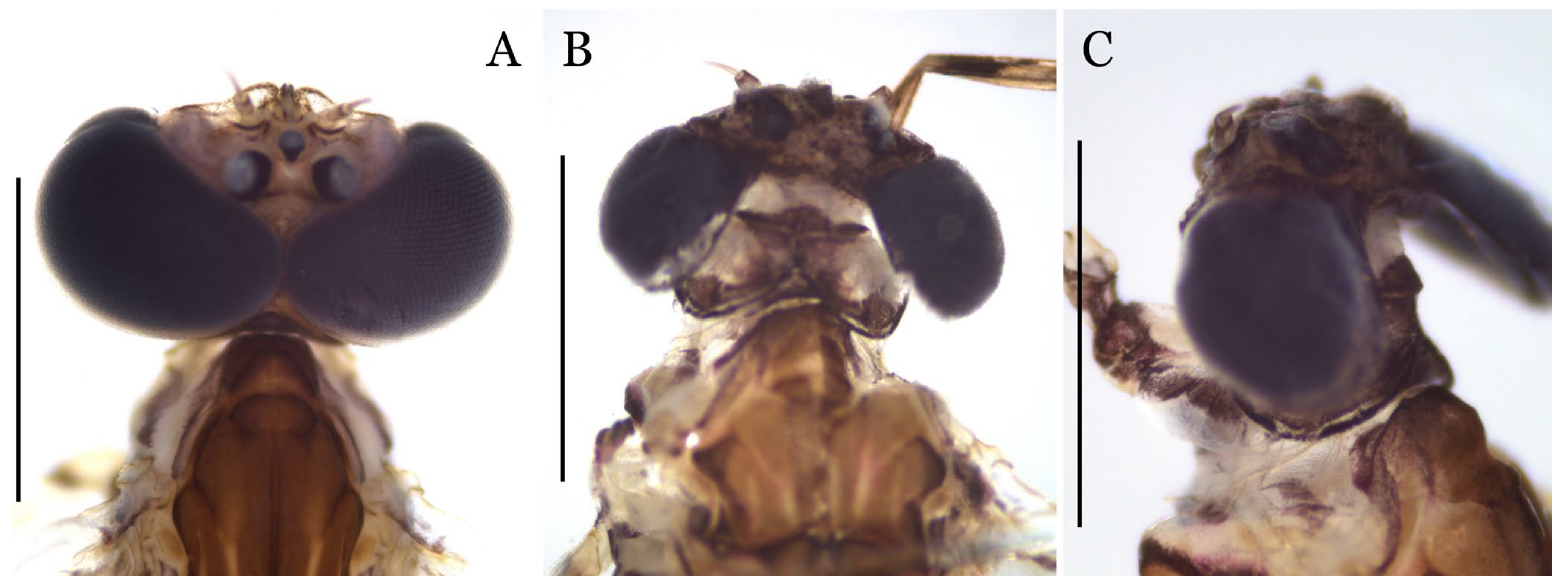 Diversity 14 01027 g006