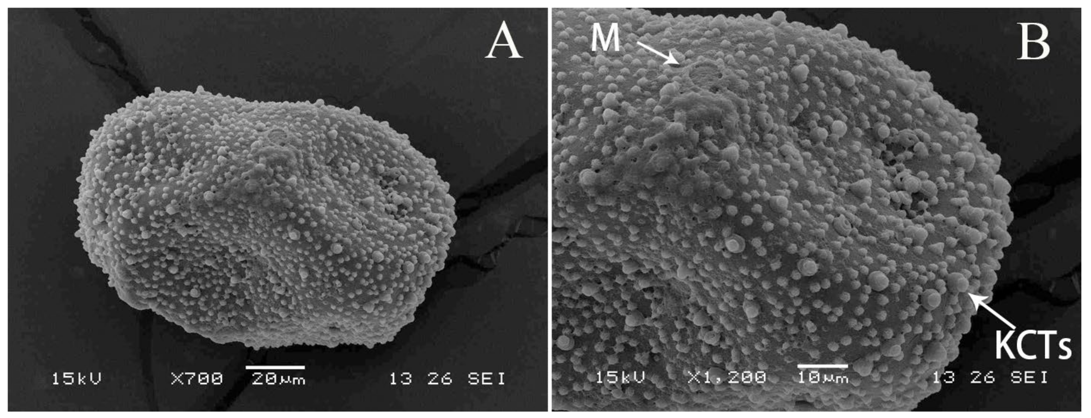 Diversity 14 01027 g009