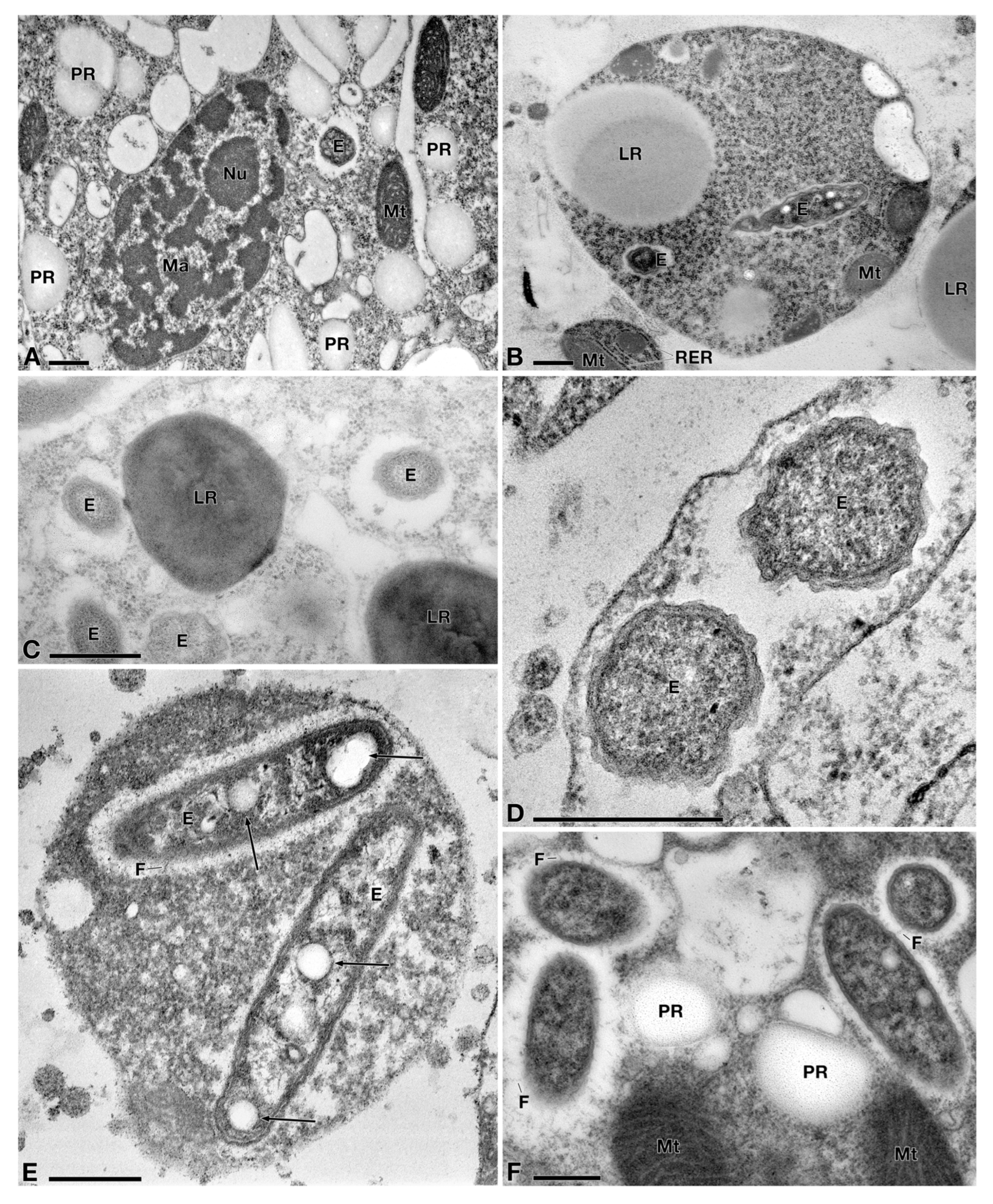 Diversity 14 01032 g002 Diversity 14 01032 g002