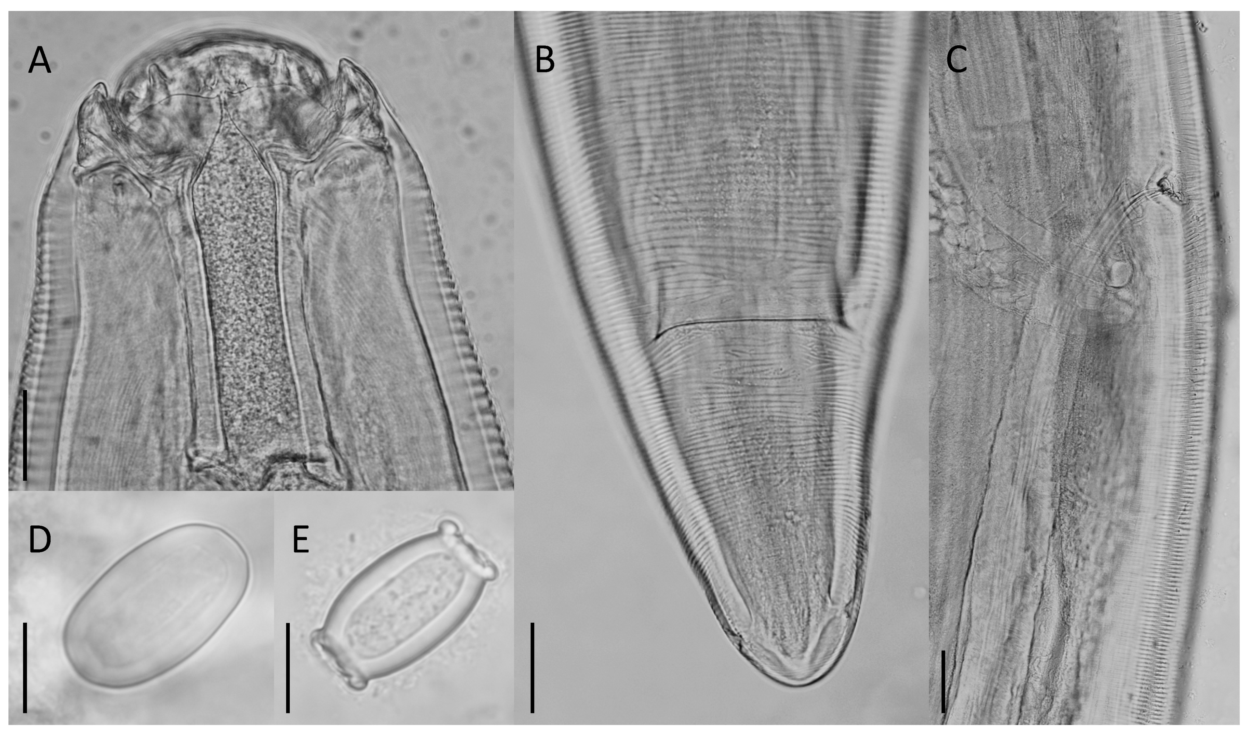Diversity 14 01039 g002 Diversity 14 01039 g002