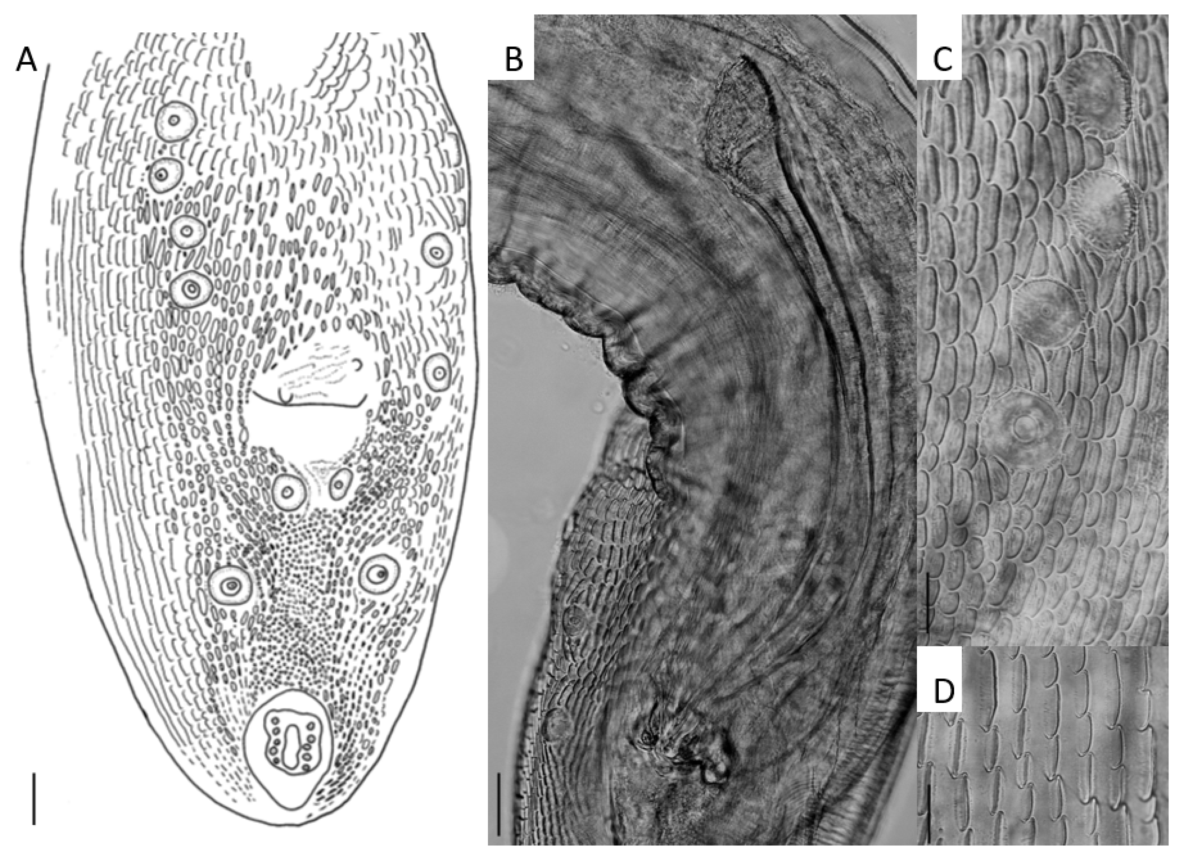 Diversity 14 01039 g003 Diversity 14 01039 g003