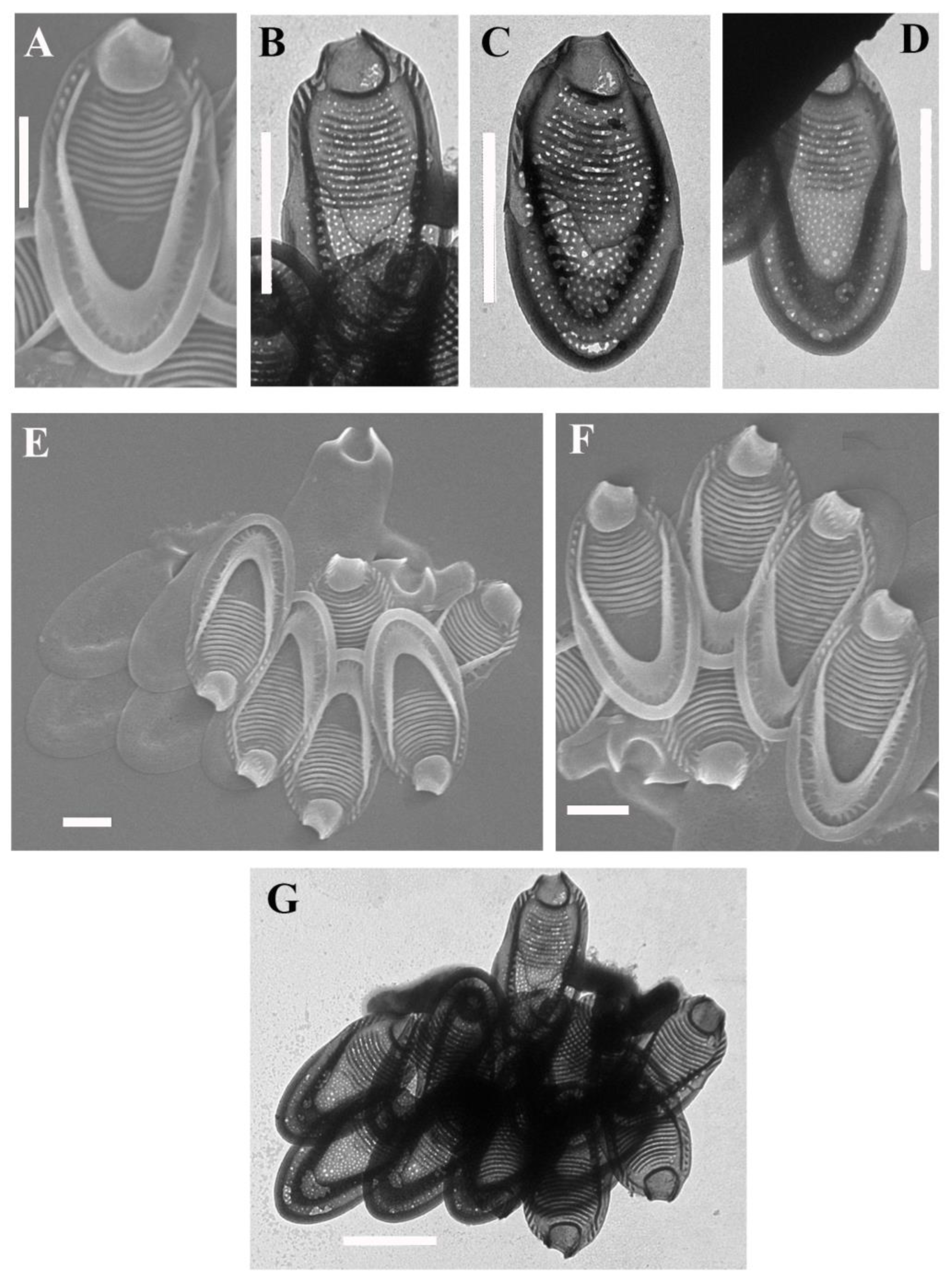 Diversity 14 01040 g002 Diversity 14 01040 g002