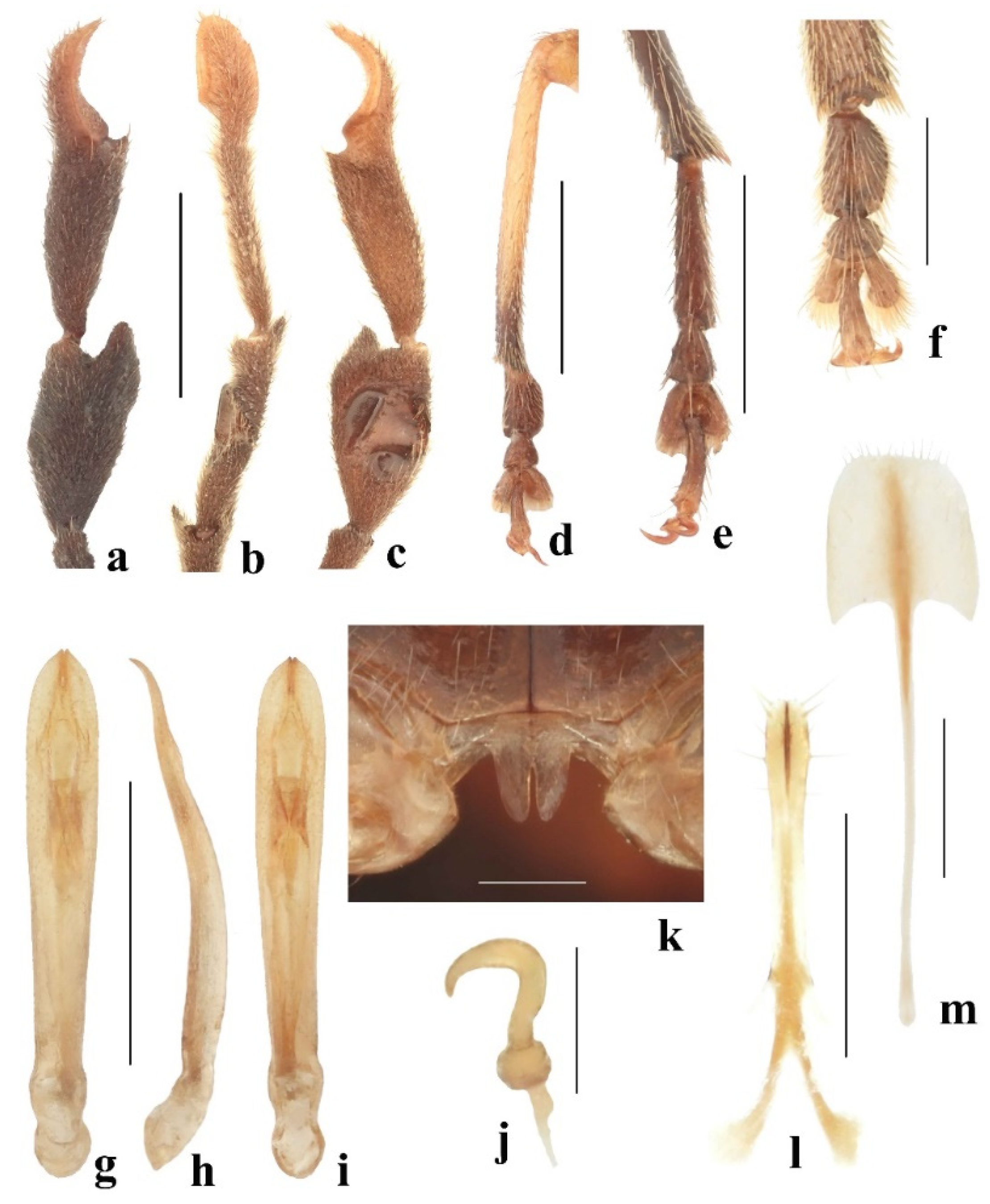 Diversity 14 01041 g003