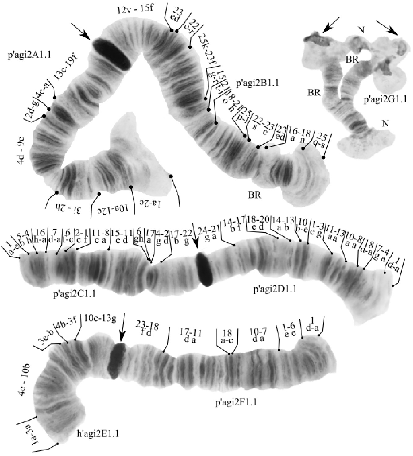 Category:Polytene chromosomes - Wikimedia Commons