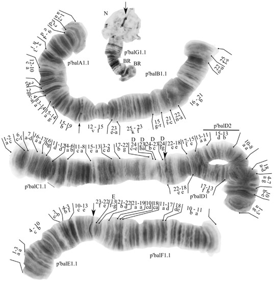 Karyotype of Glyptotendipes glaucus (Diptera, Chironomidae) from Lake  Kotokel (the Lake Baikal Basin) - Document - Gale Academic OneFile