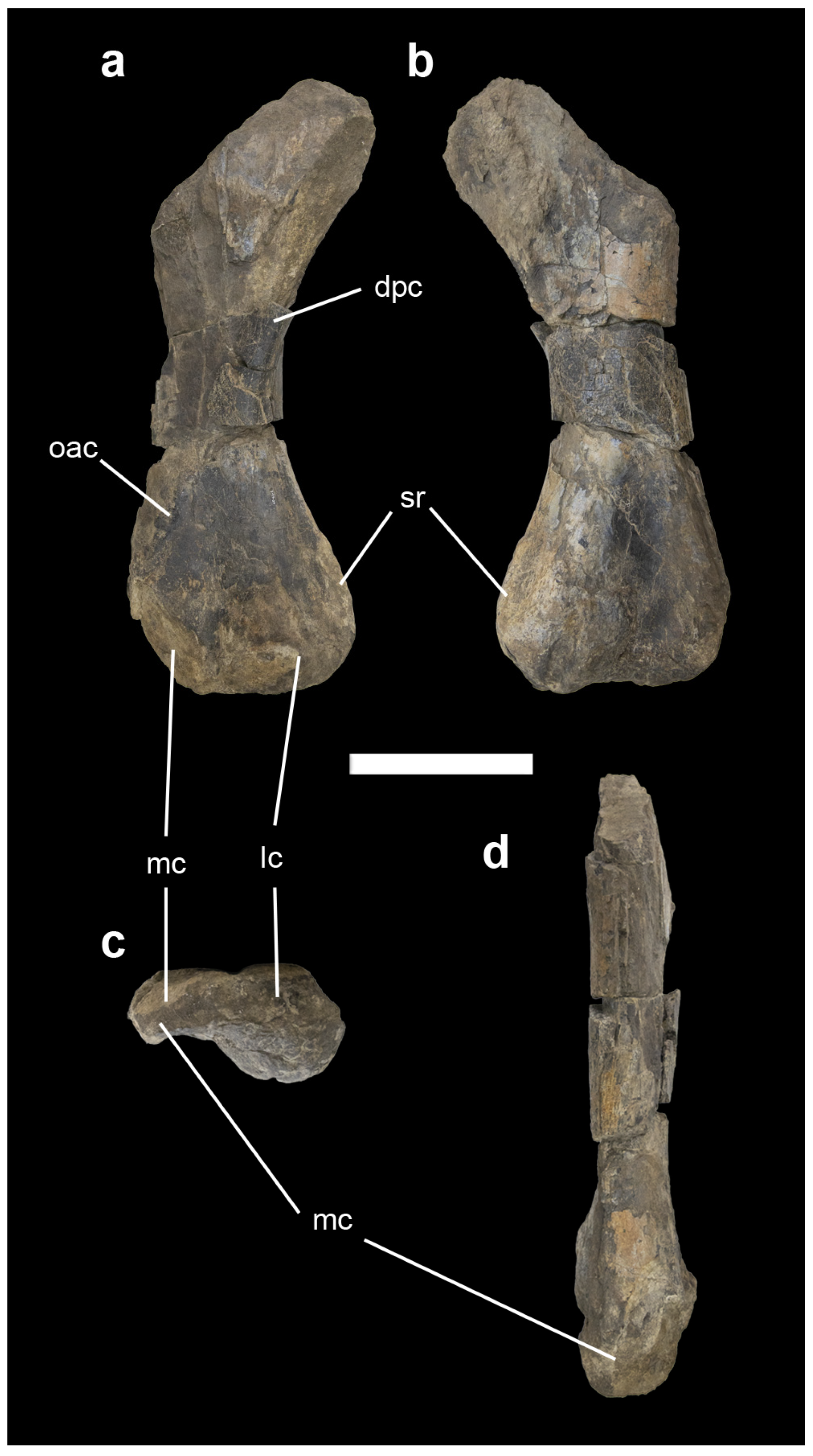 Diversity 14 01047 g002 Diversity 14 01047 g002