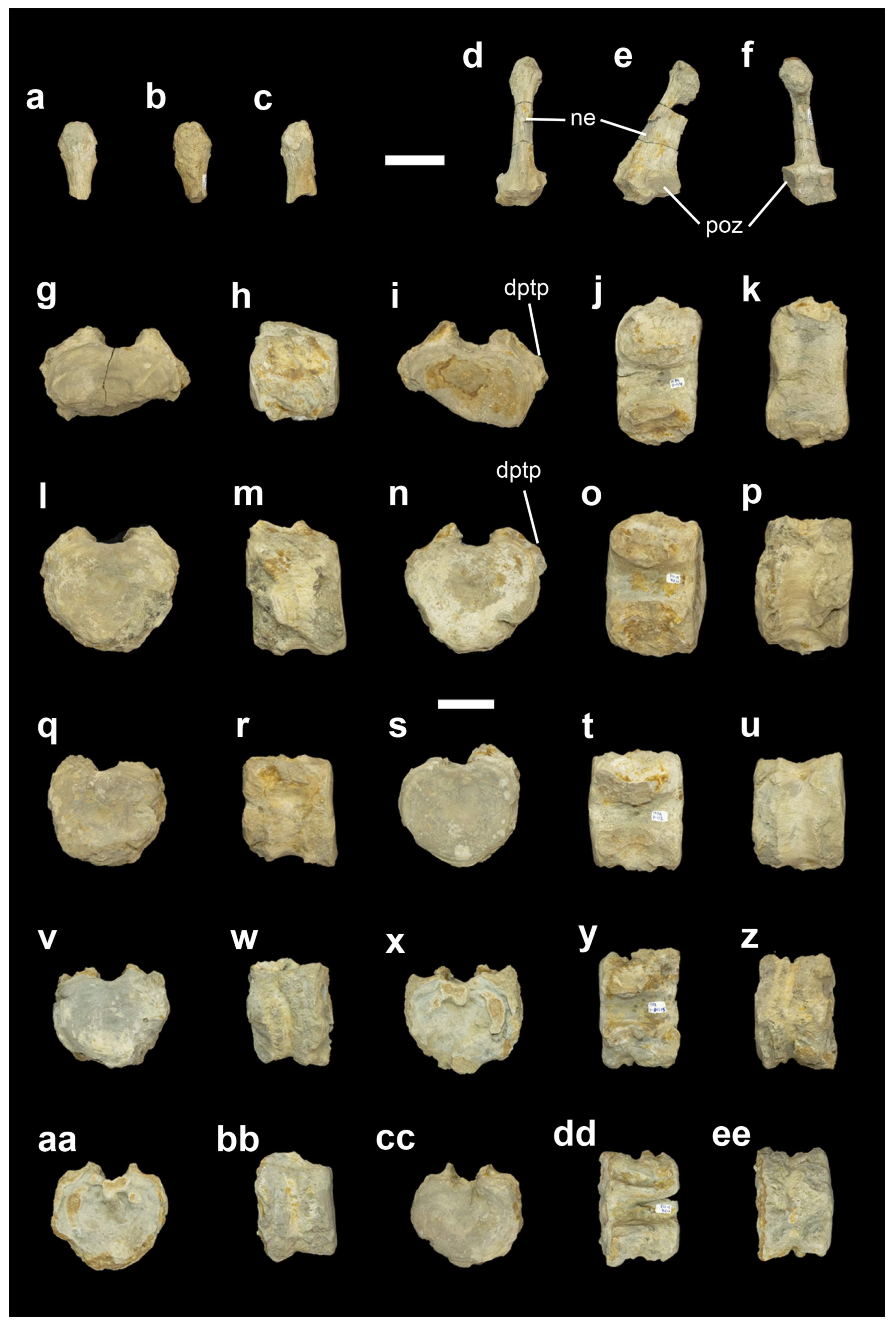 Diversity 14 01047 g004 Diversity 14 01047 g004