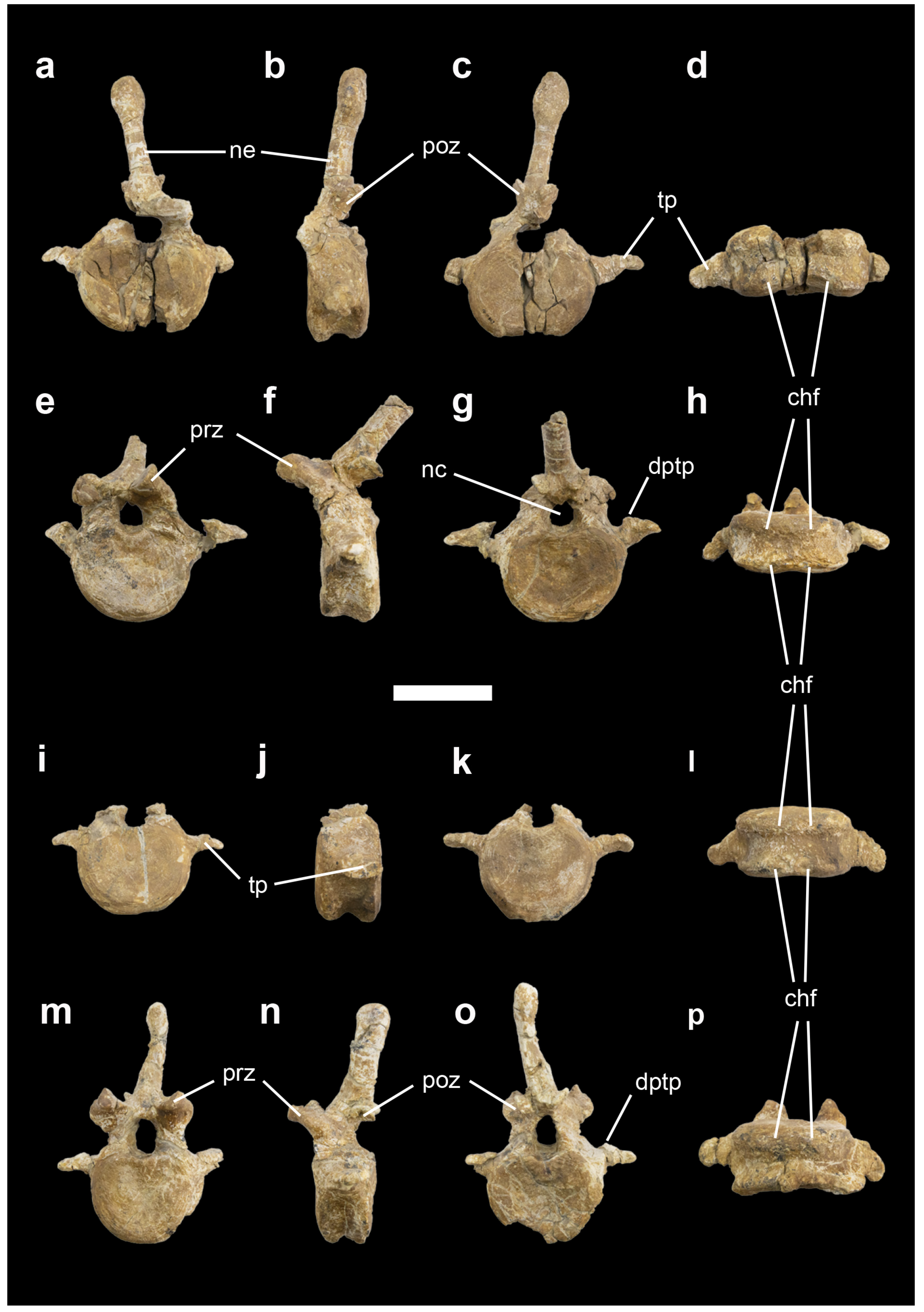 Diversity 14 01047 g006 Diversity 14 01047 g006