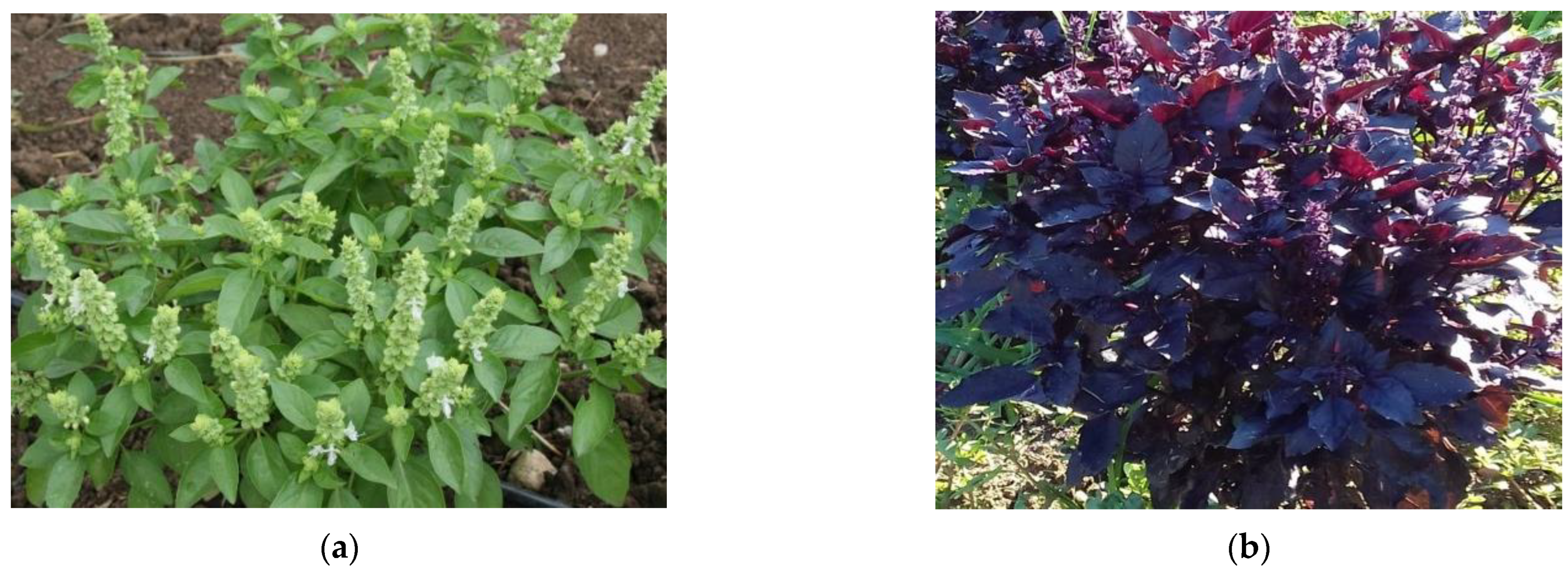 Diversity 14 01048 g001 Diversity 14 01048 g001