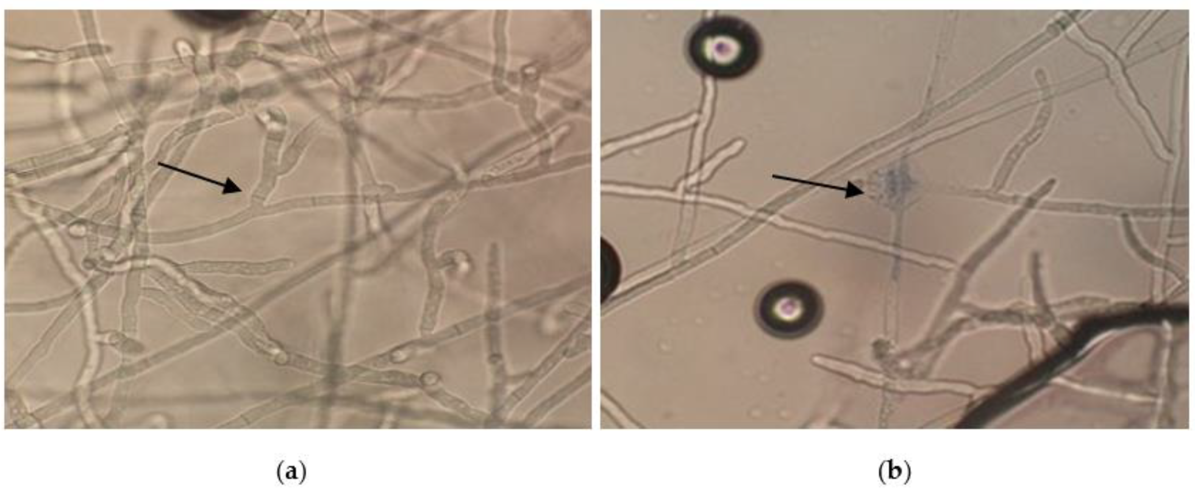 Diversity 14 01048 g007 Diversity 14 01048 g007