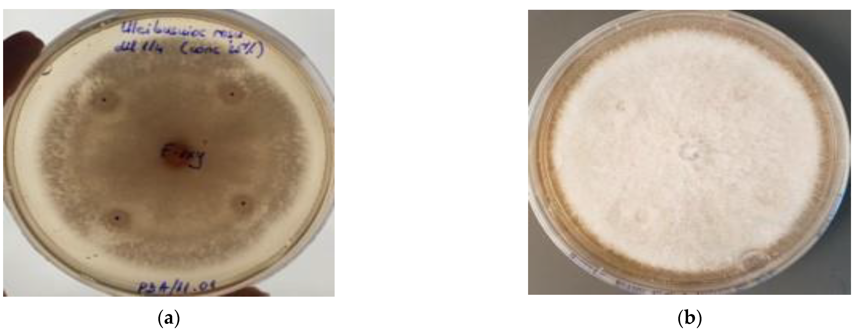 Diversity 14 01048 g009 Diversity 14 01048 g009