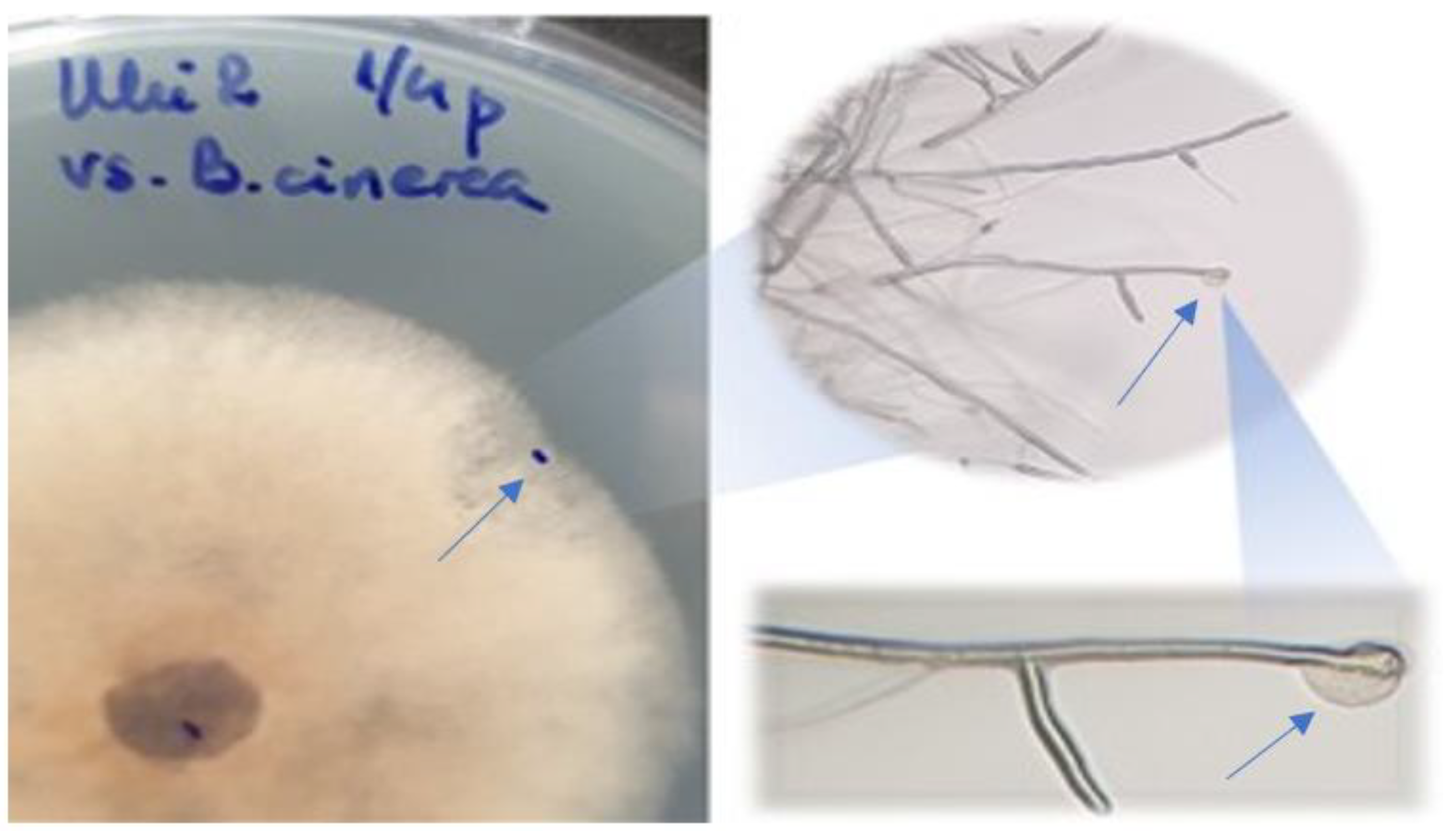 Diversity 14 01048 g011 Diversity 14 01048 g011