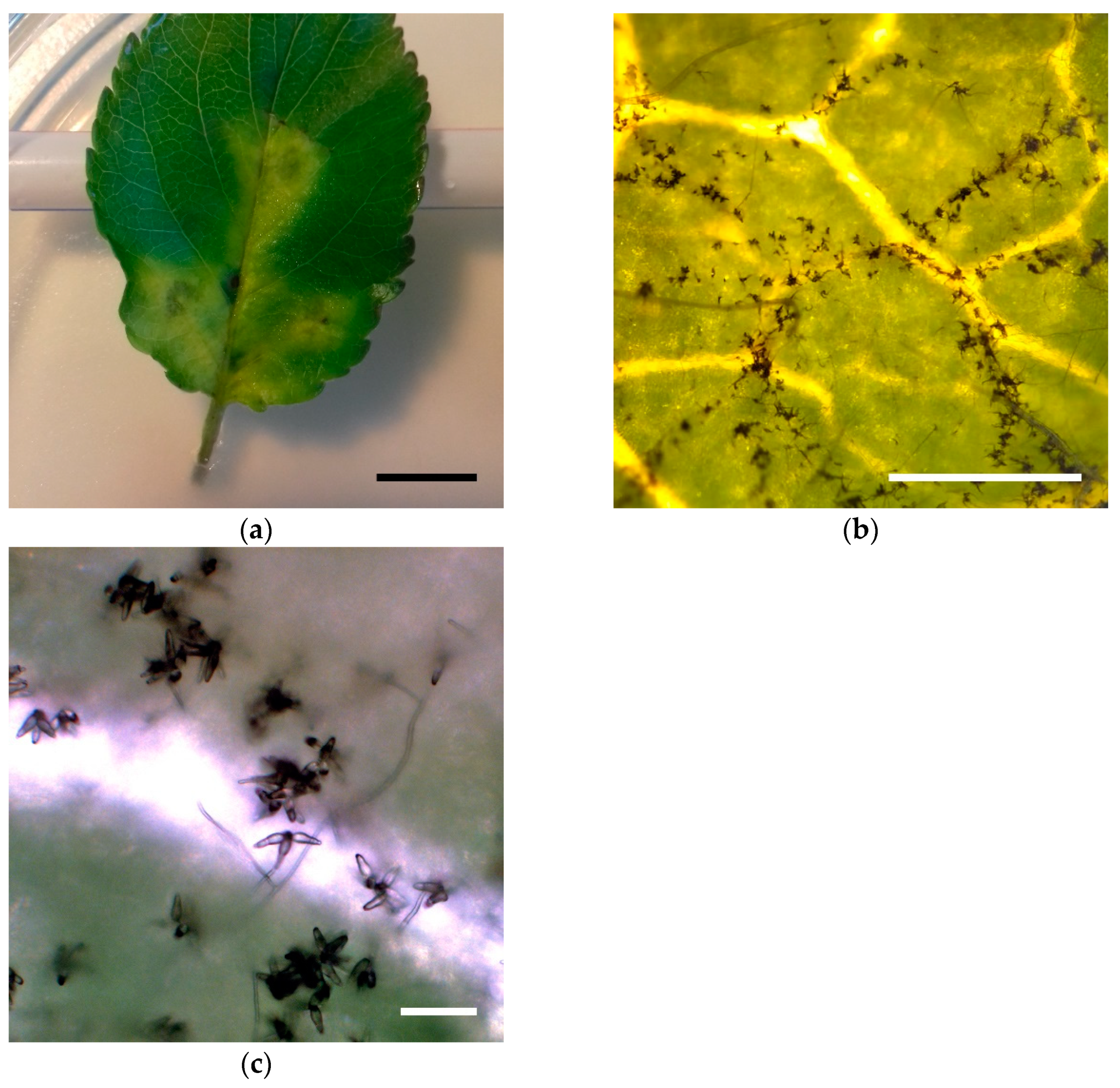 Diversity 14 01050 g002