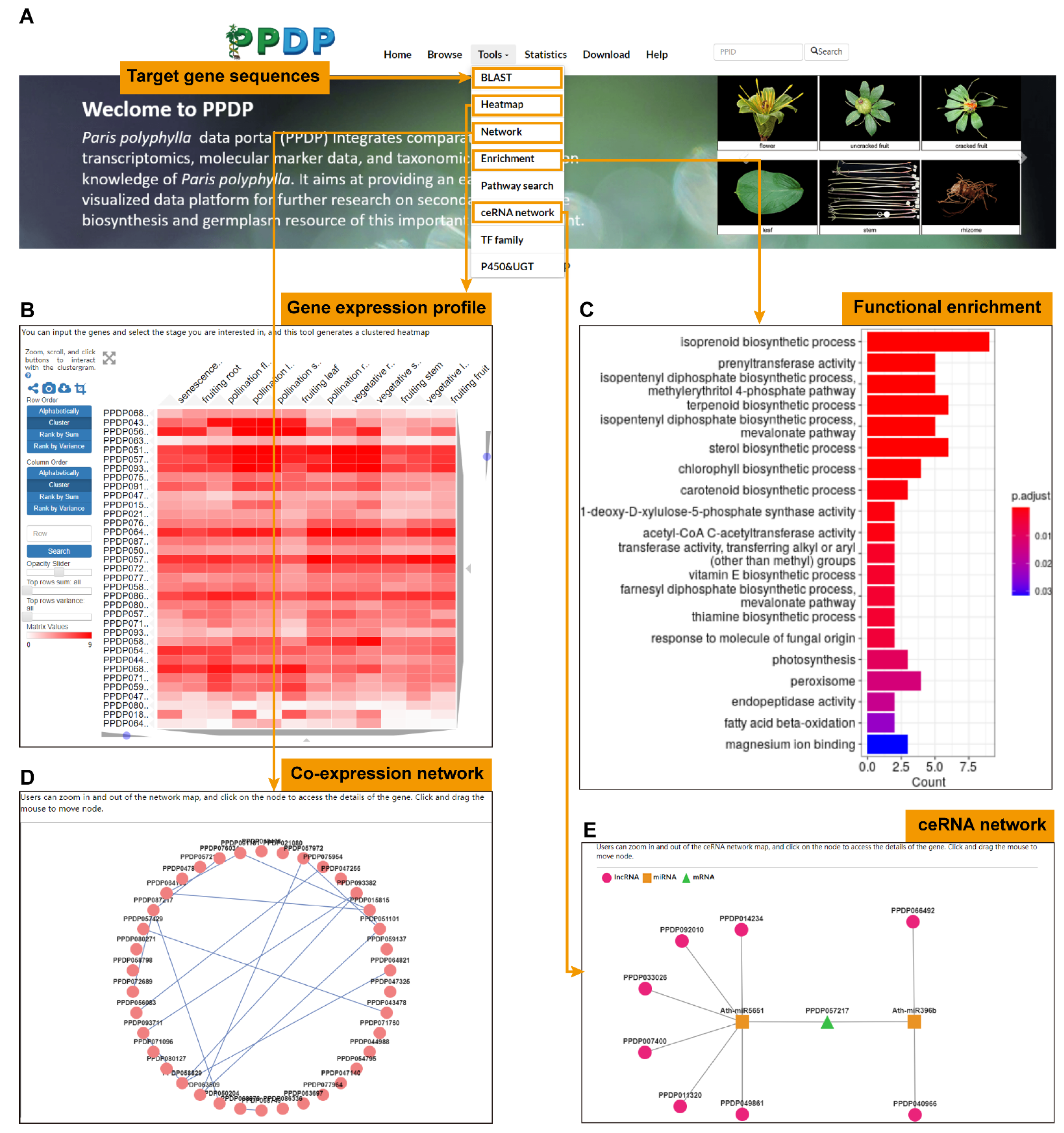 Diversity 14 01057 g006 Diversity 14 01057 g006