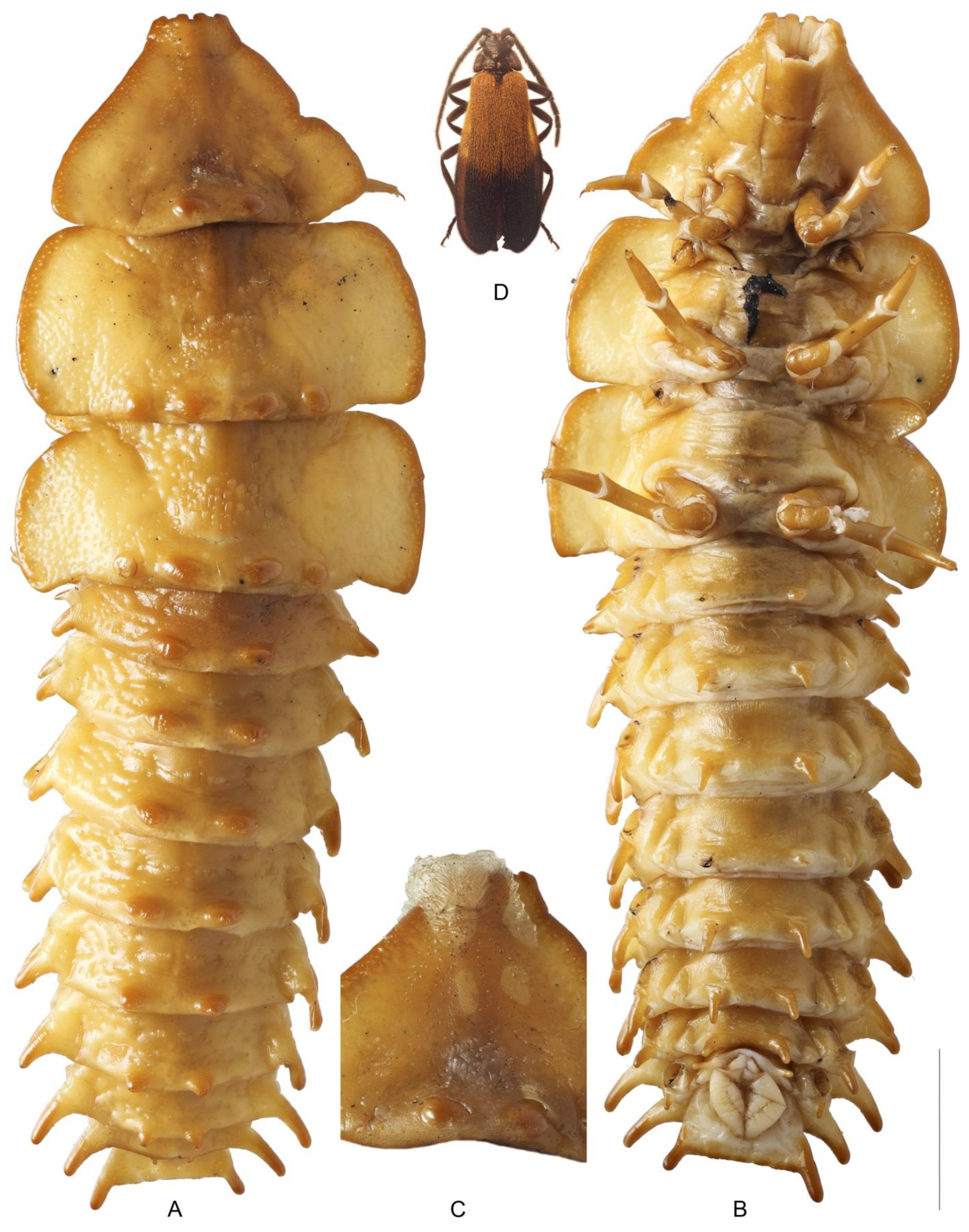 Diversity 14 01063 g005