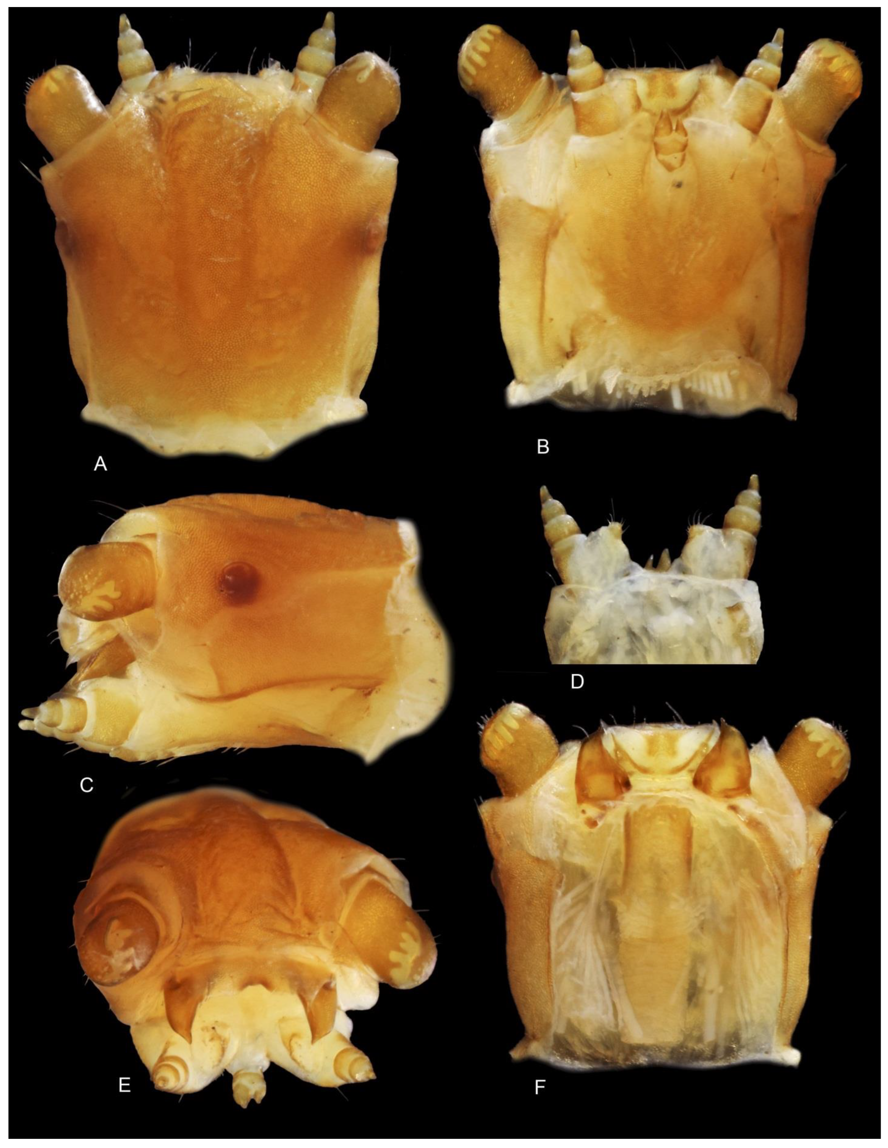 Diversity 14 01063 g006
