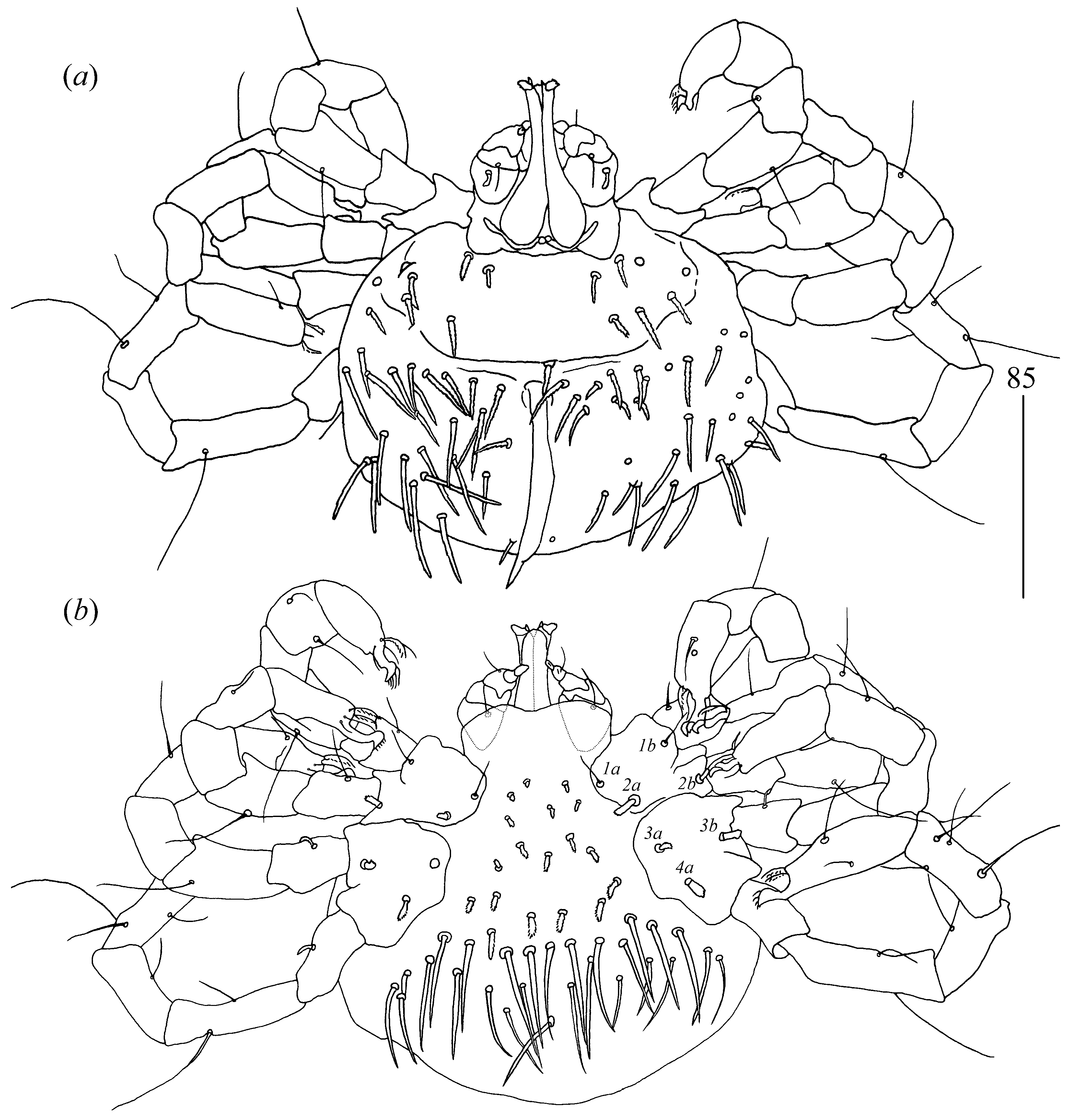 Diversity 14 01064 g003
