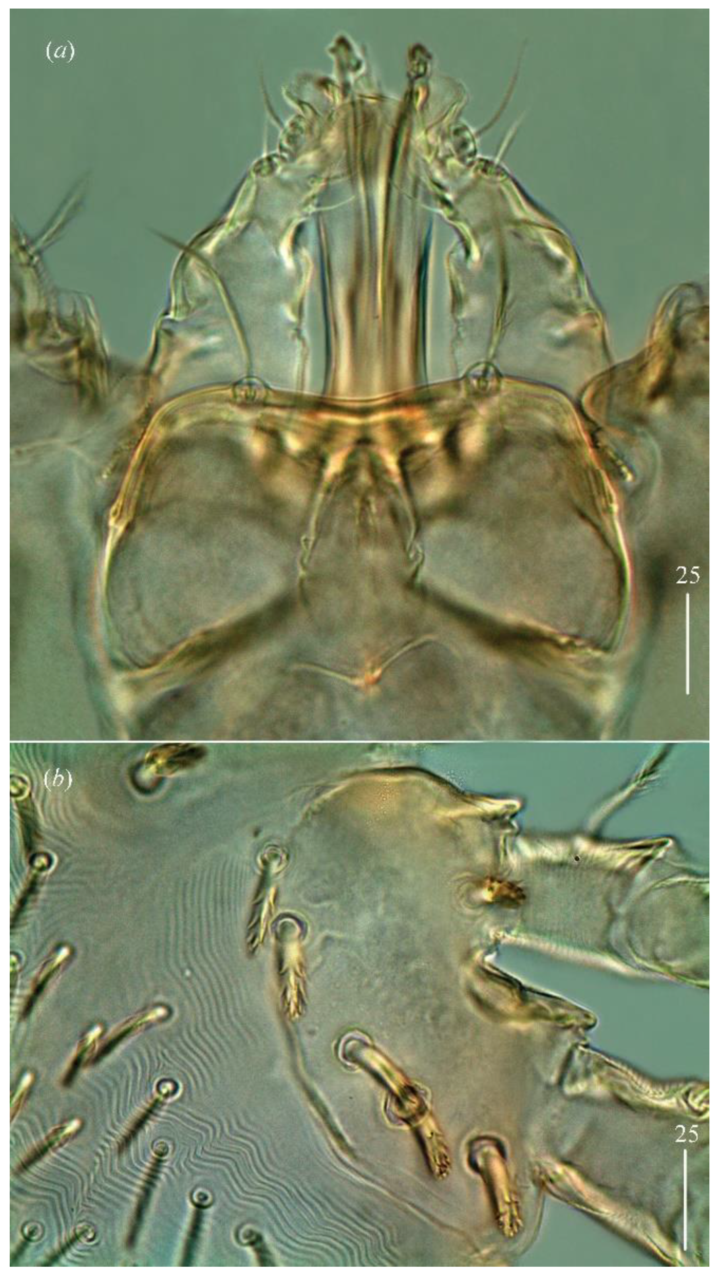 Diversity 14 01064 g008