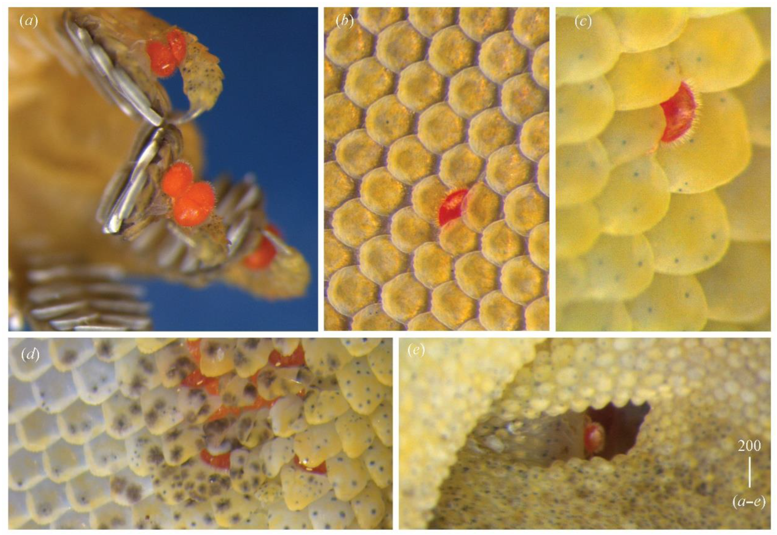 Diversity 14 01064 g028