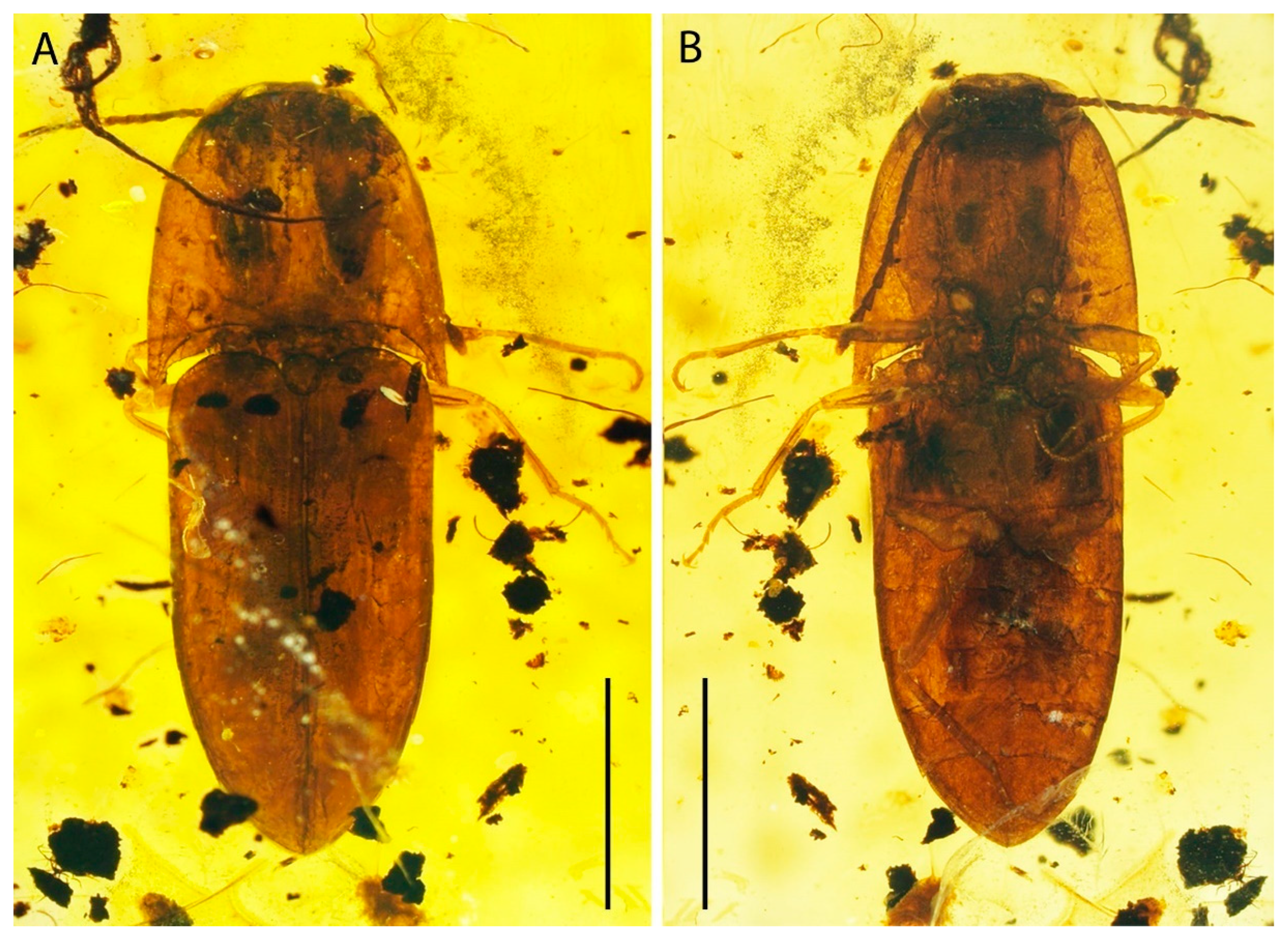 Diversity | Free Full-Text | Burmogonus gen. nov., a New Click Beetle (Coleoptera: Elateridae: Elaterinae) from Mid-Cretaceous Burmese Amber Diversity | Free Full-Text | Burmogonus gen. nov., a New Click Beetle (Coleoptera: Elateridae: Elaterinae) from Mid-Cretaceous Burmese Amber