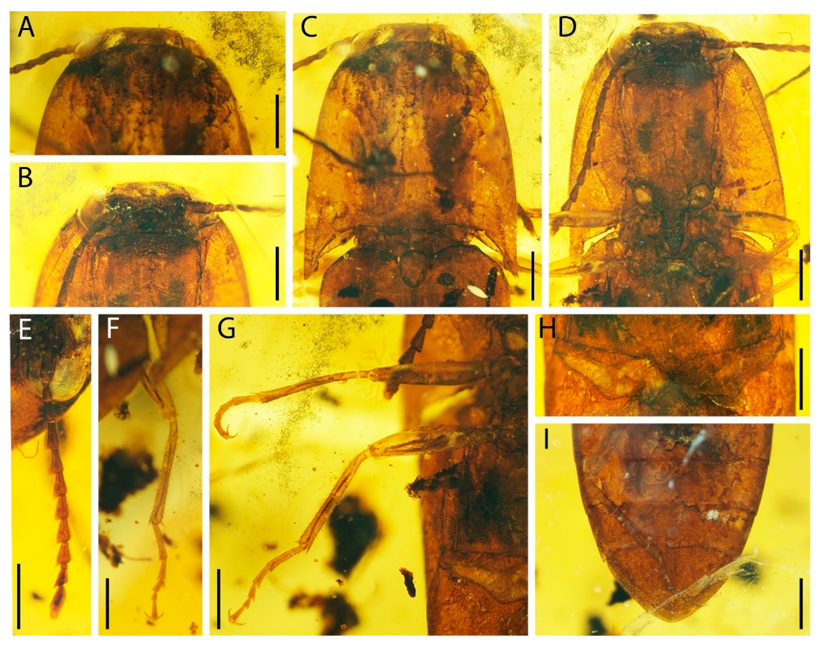 Diversity 14 01070 g002